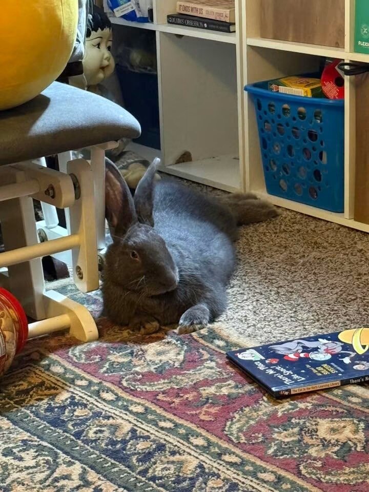 Flemish Giant image 1