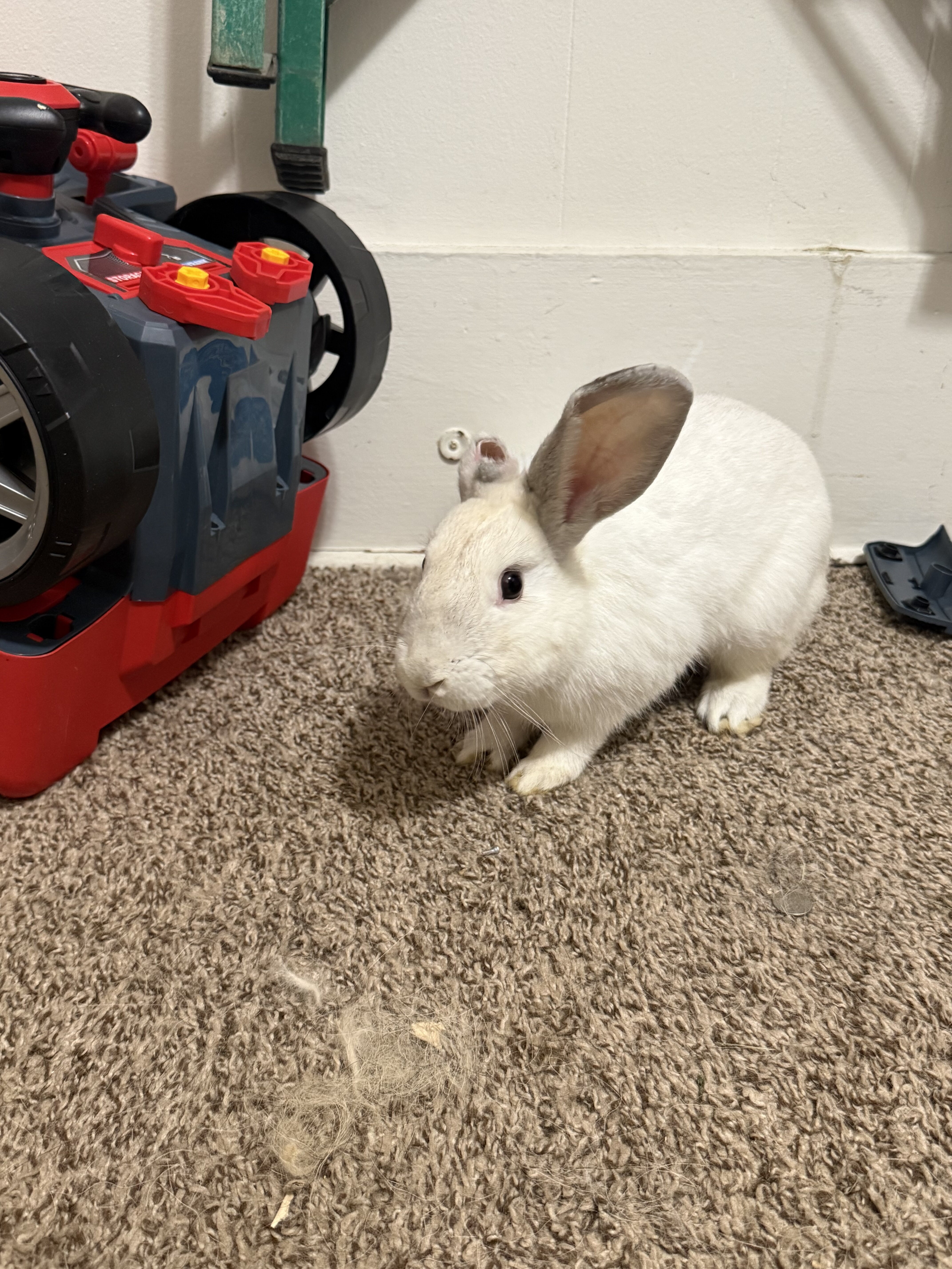 Bunny image 2