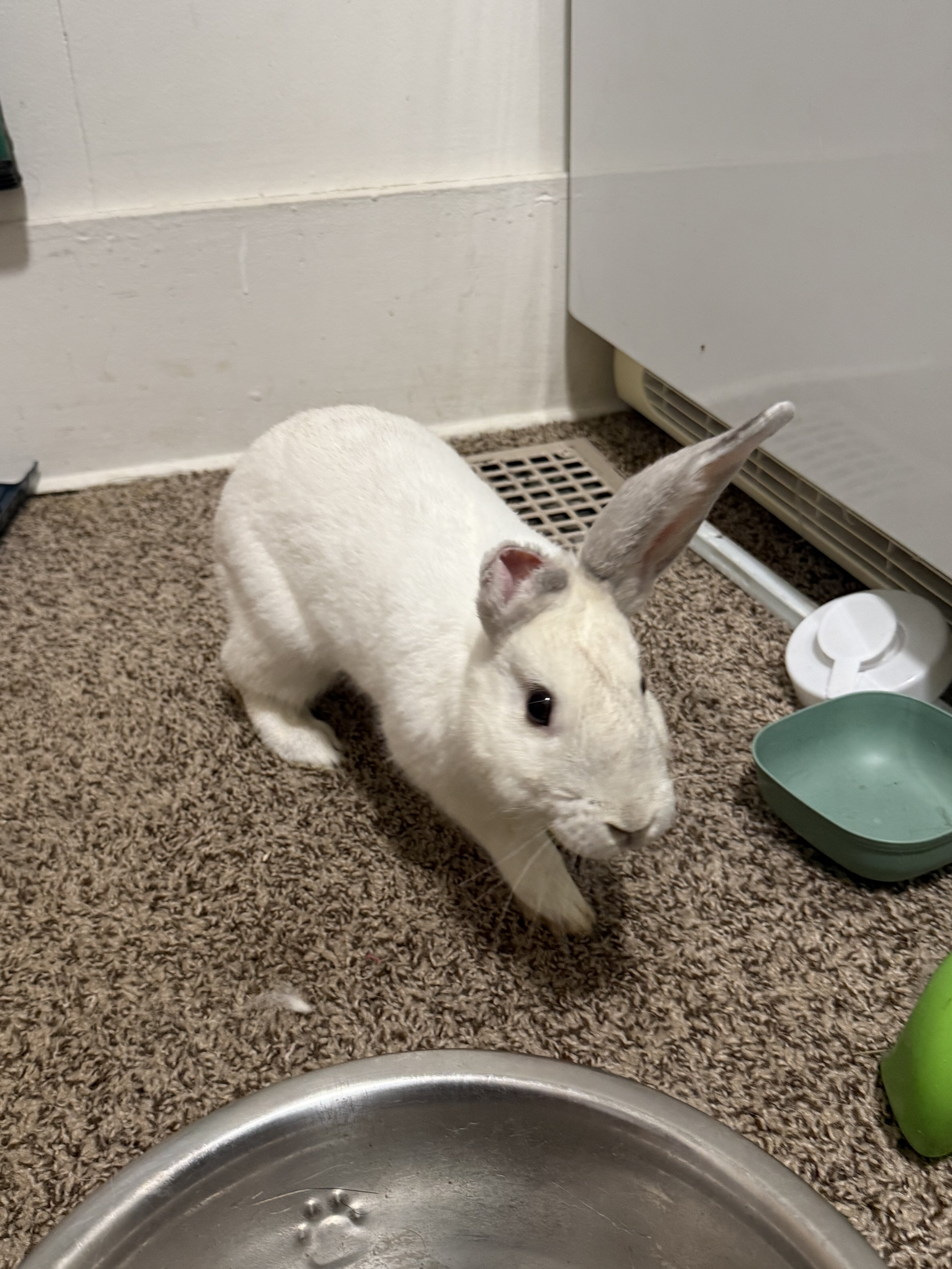 Bunny image 1