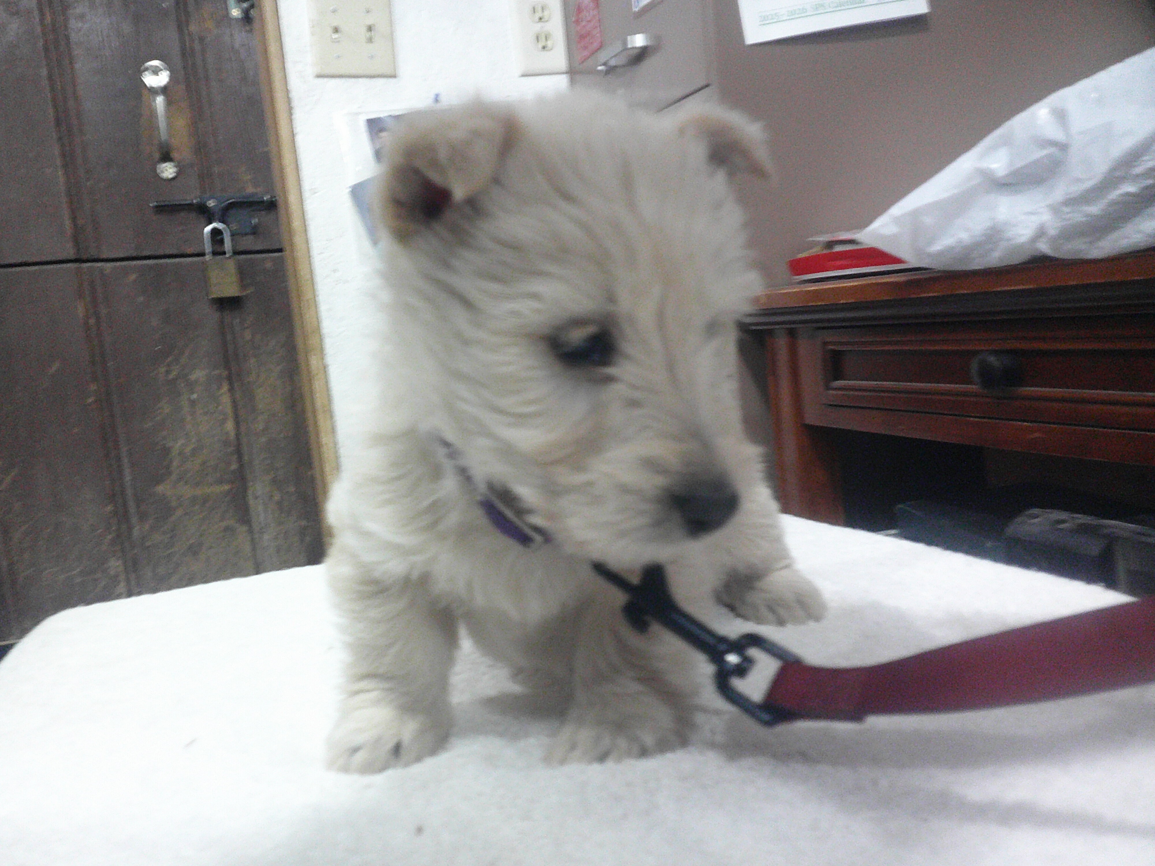 AKC Registered Scottish Terrier Wheaten Pups image 1