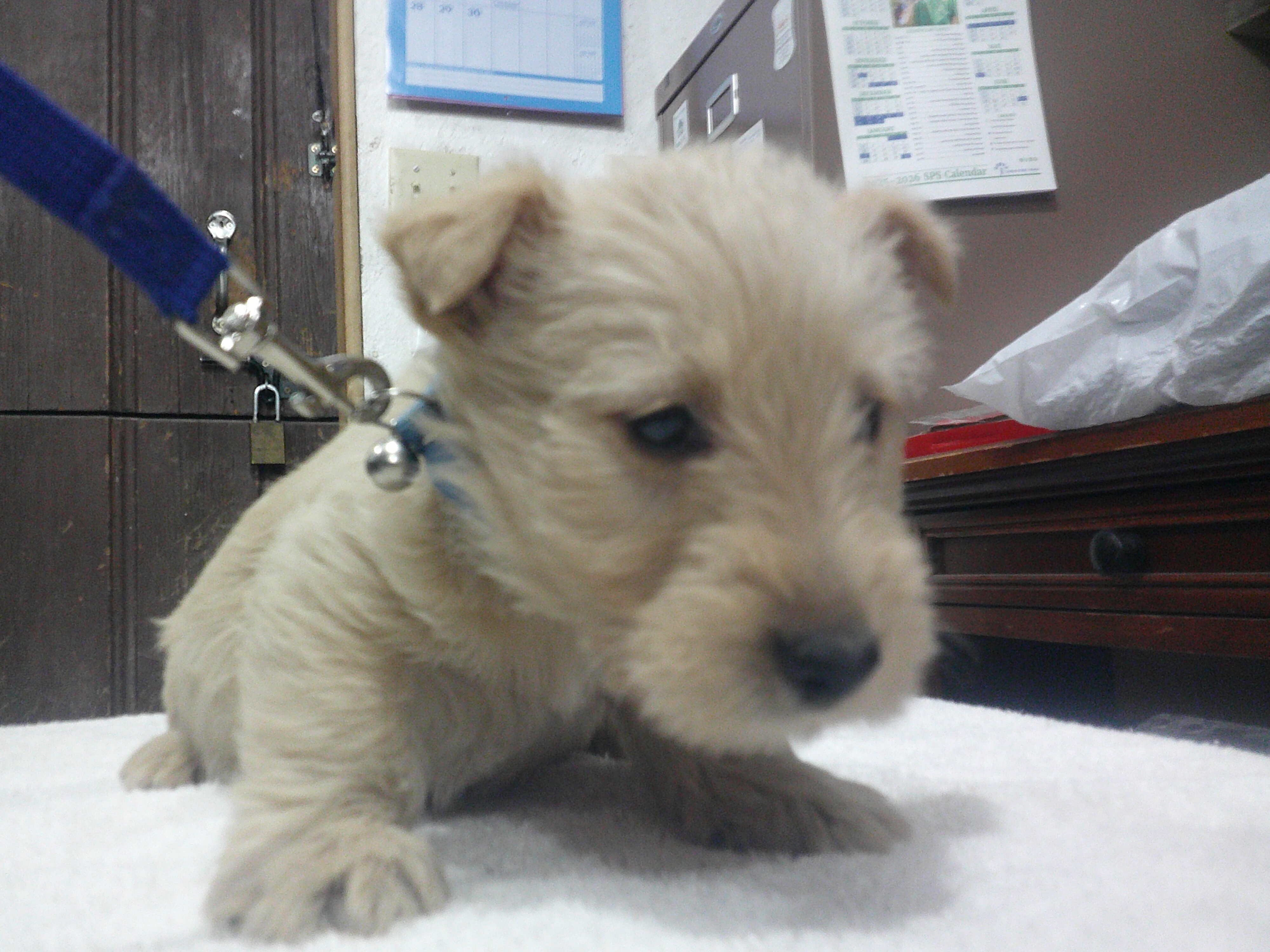 AKC Registered Scottish Terrier Wheaten Pups image 2
