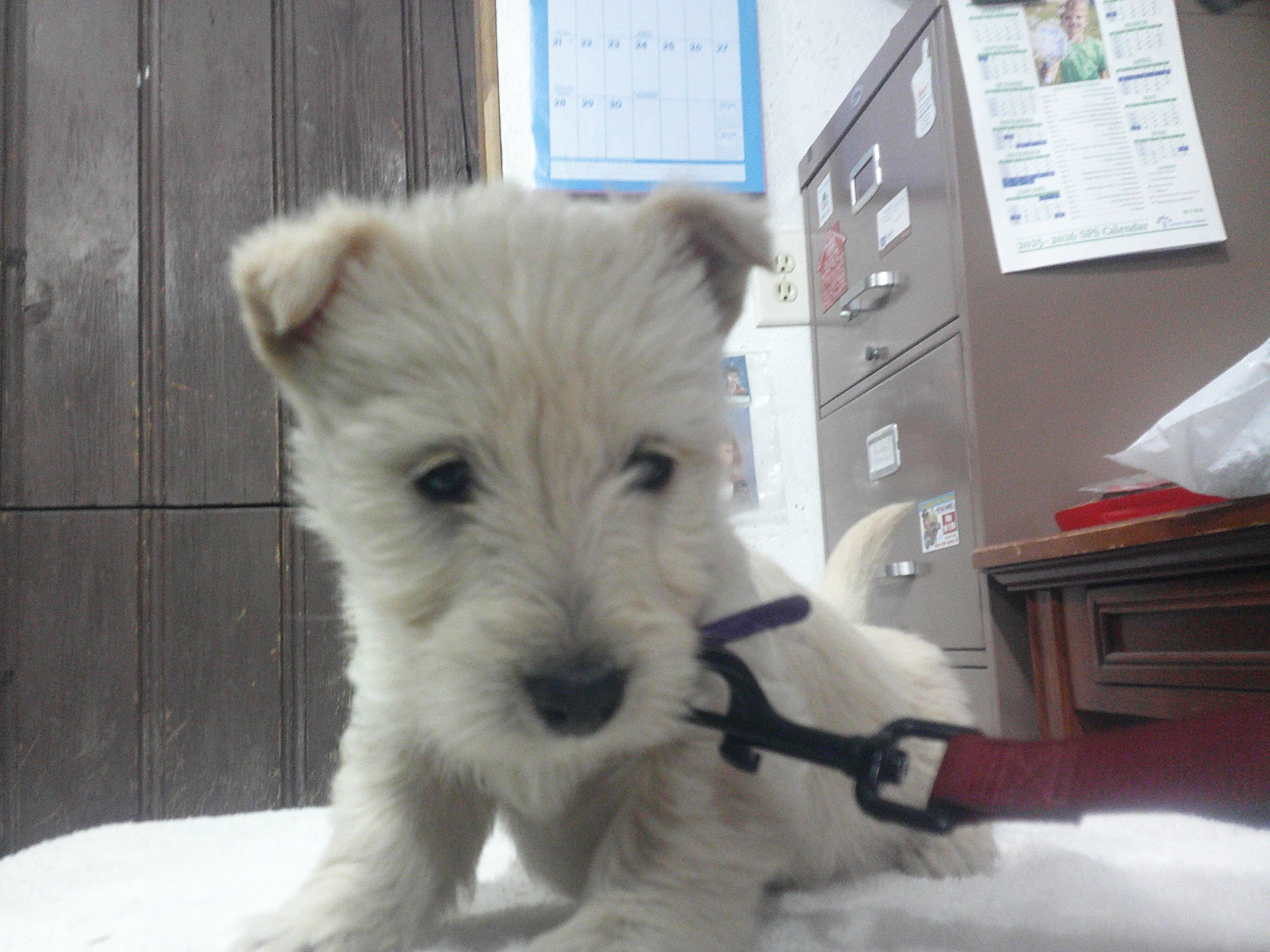 AKC Registered Scottish Terrier Wheaten Pups image 3