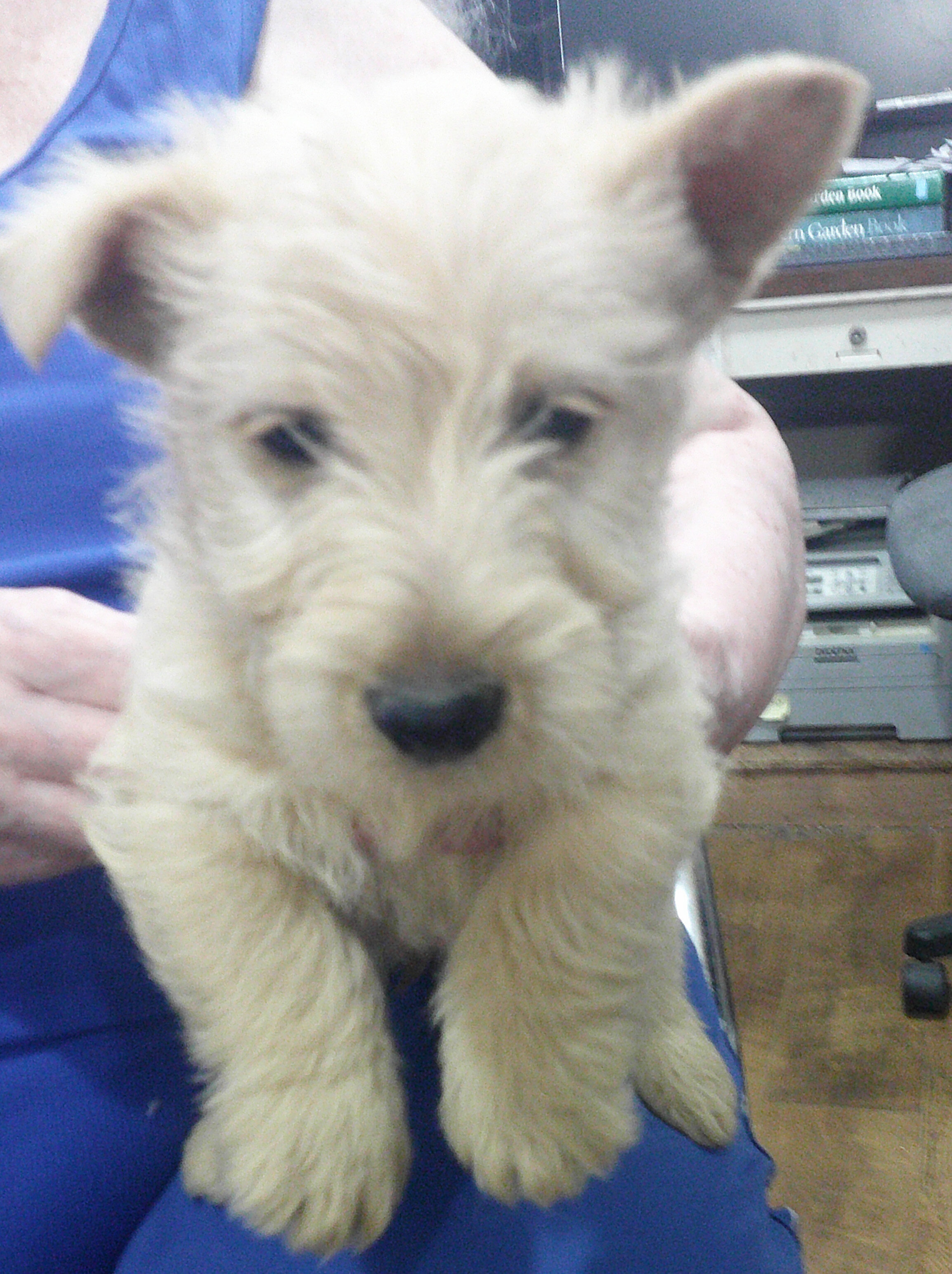 AKC Registered Scottish Terrier Wheaten Pups image 4