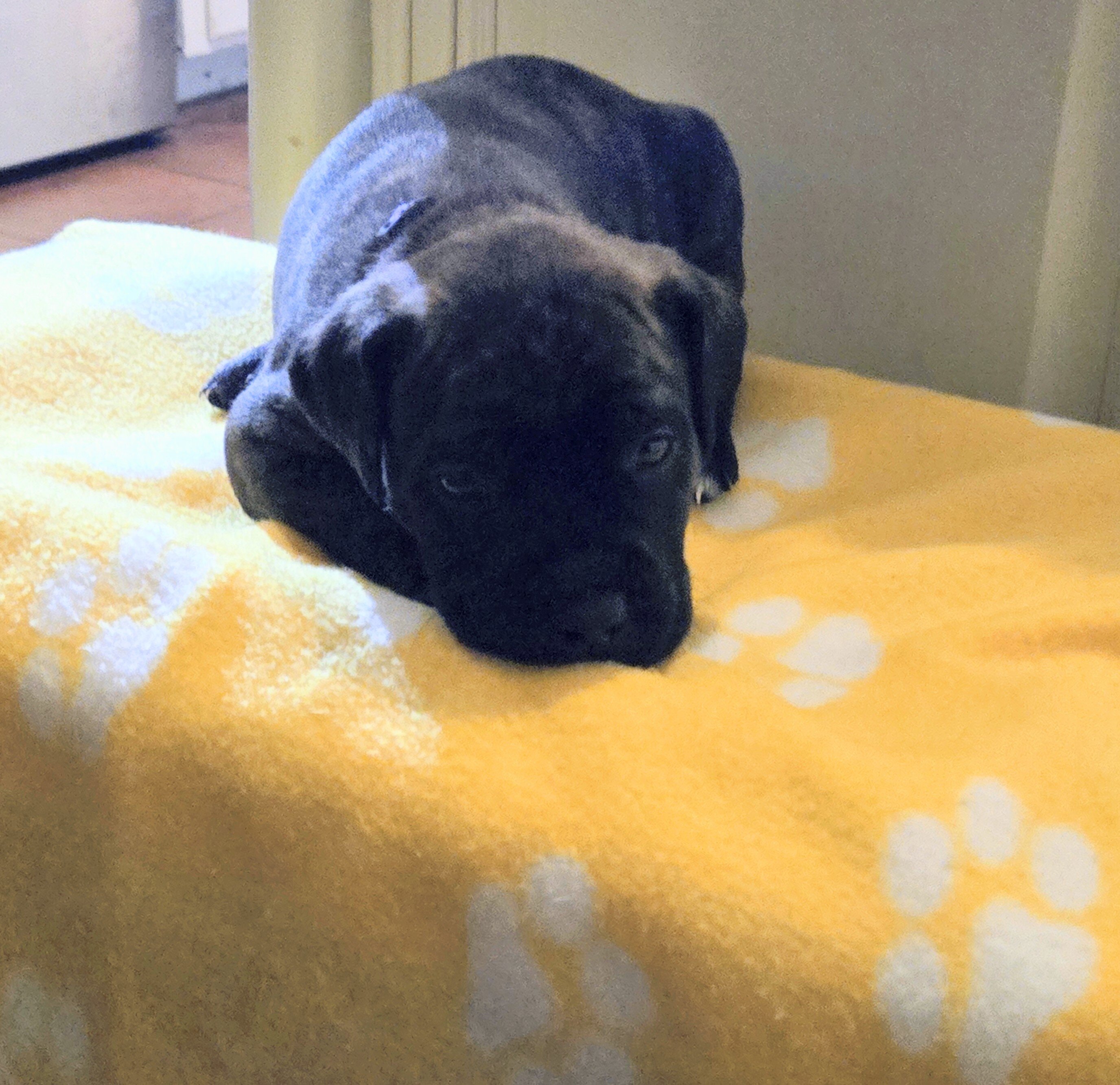Female Cane Corso Puppy image 2