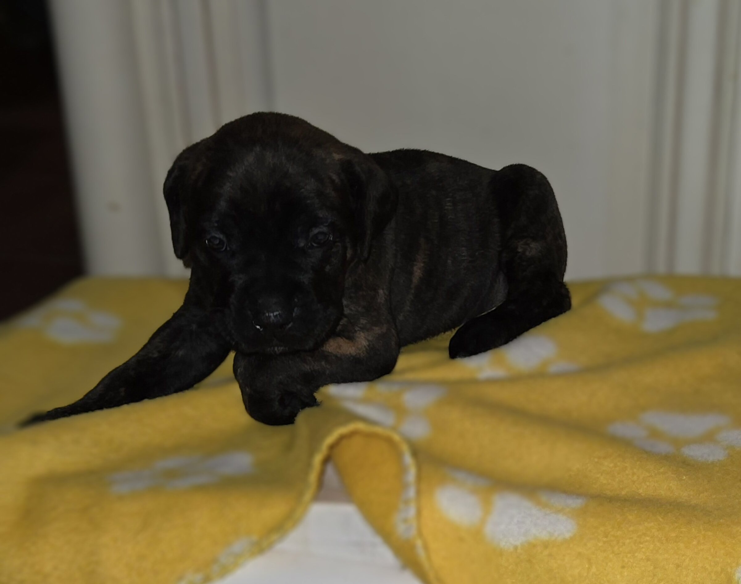 Female Cane Corso Puppy image 1