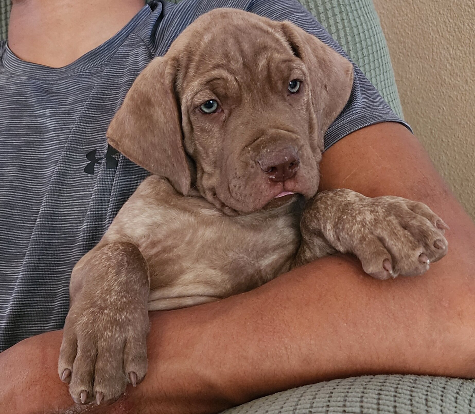 Cane Corso Puppy image 3