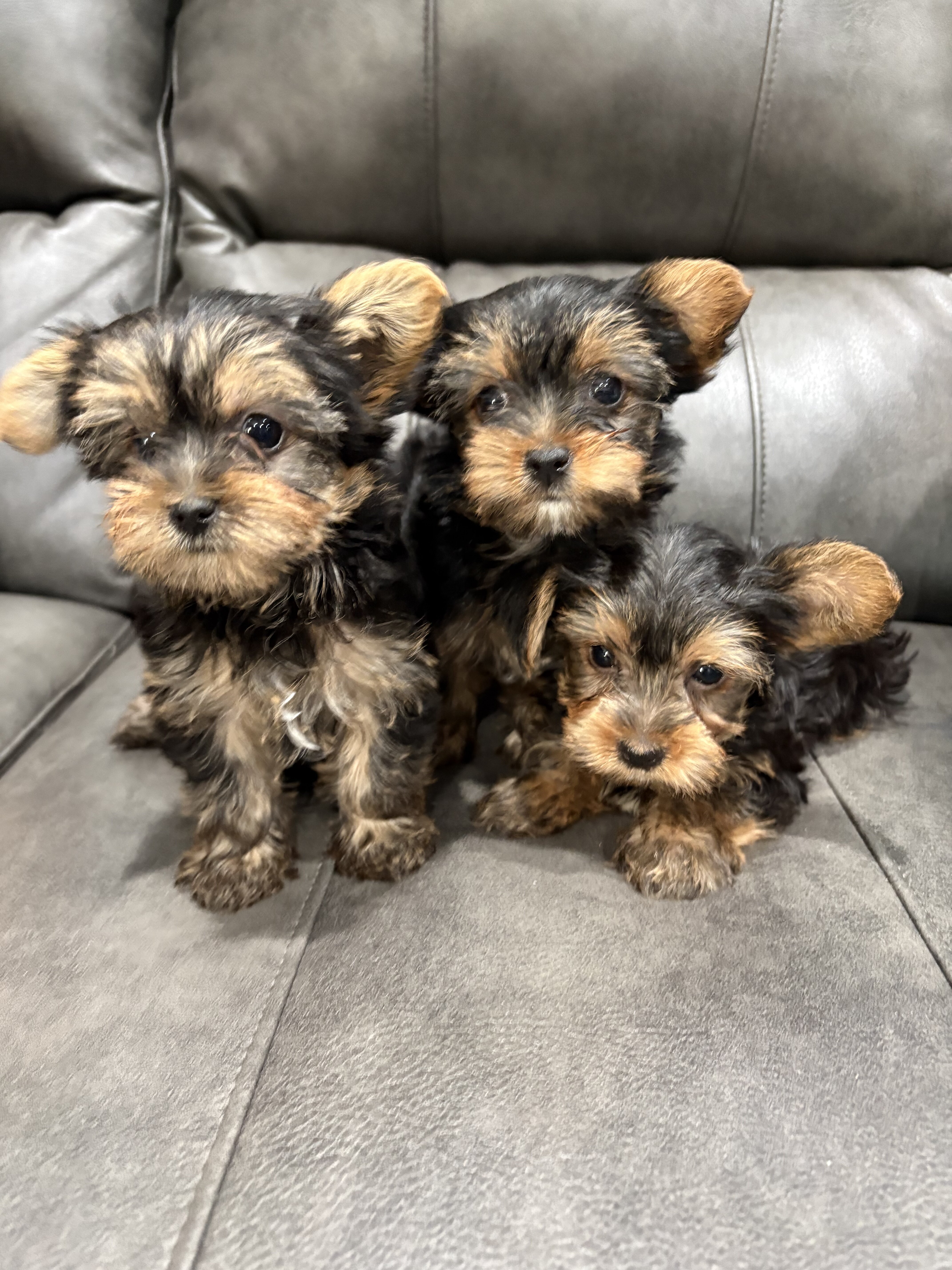 Teacup Yorkie image 1