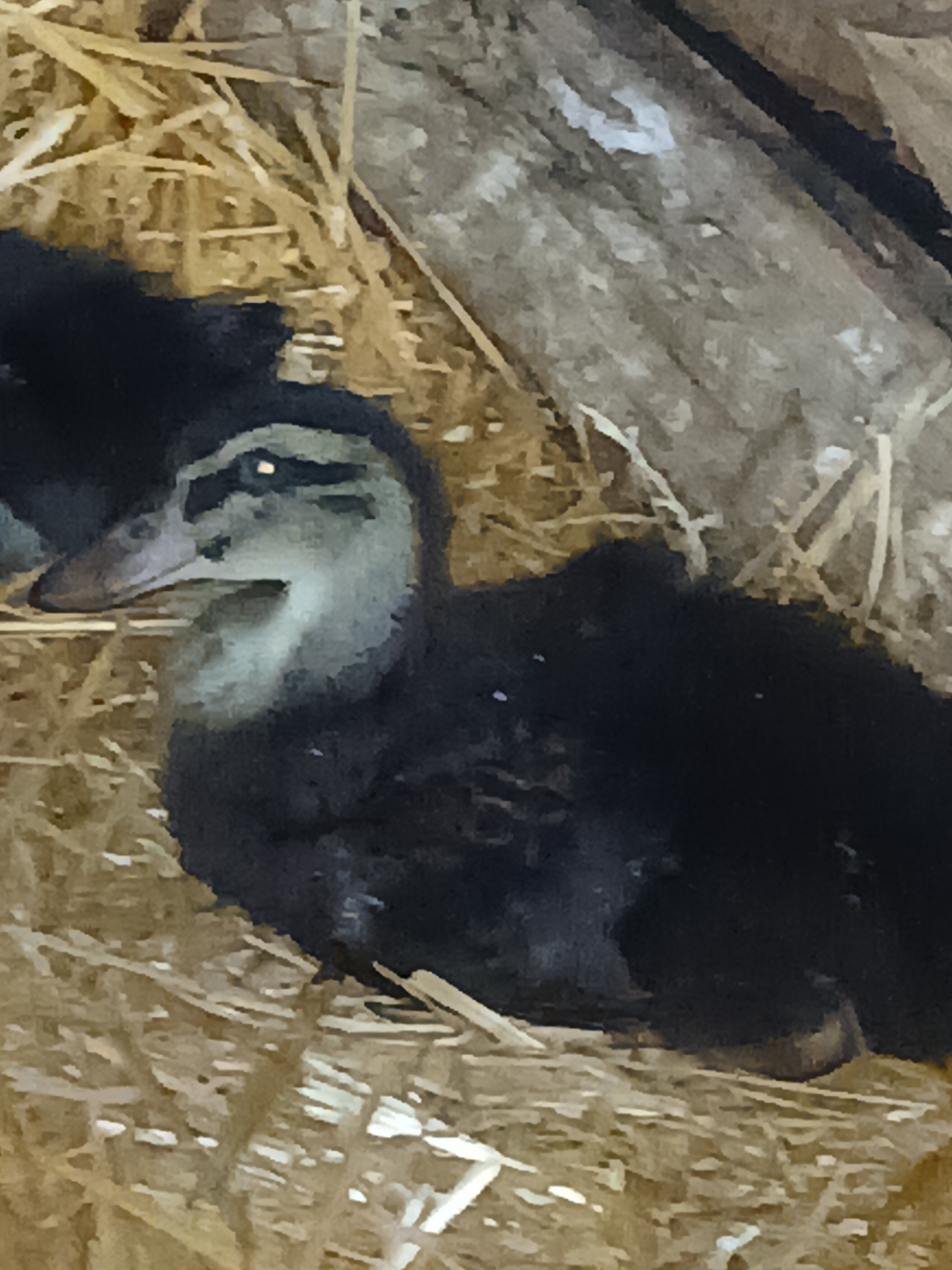 Rouen ducklings image 1