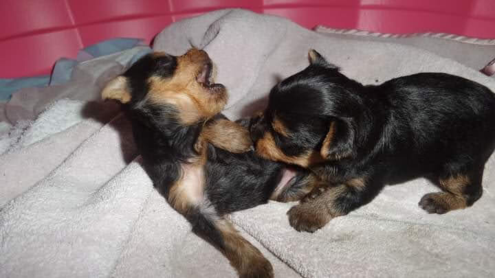 Teacup Yorkshire Terrier Puppies for Sale. image 3