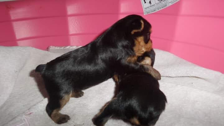 Teacup Yorkshire Terrier Puppies for Sale. image 1