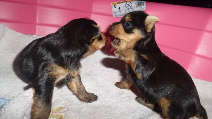 Teacup Yorkshire Terrier Puppies for Sale. image 2
