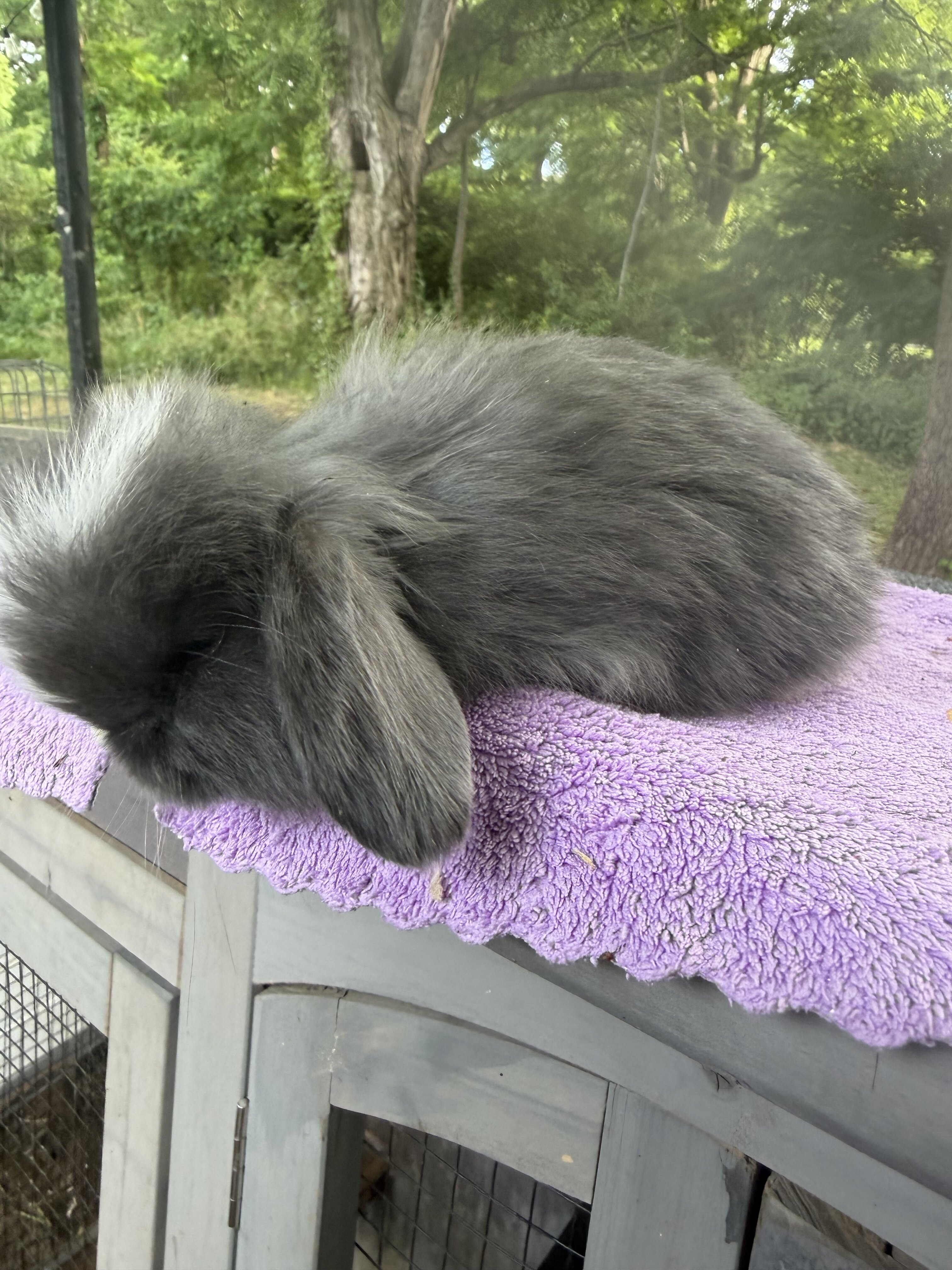 8 week Holland Lops image 11