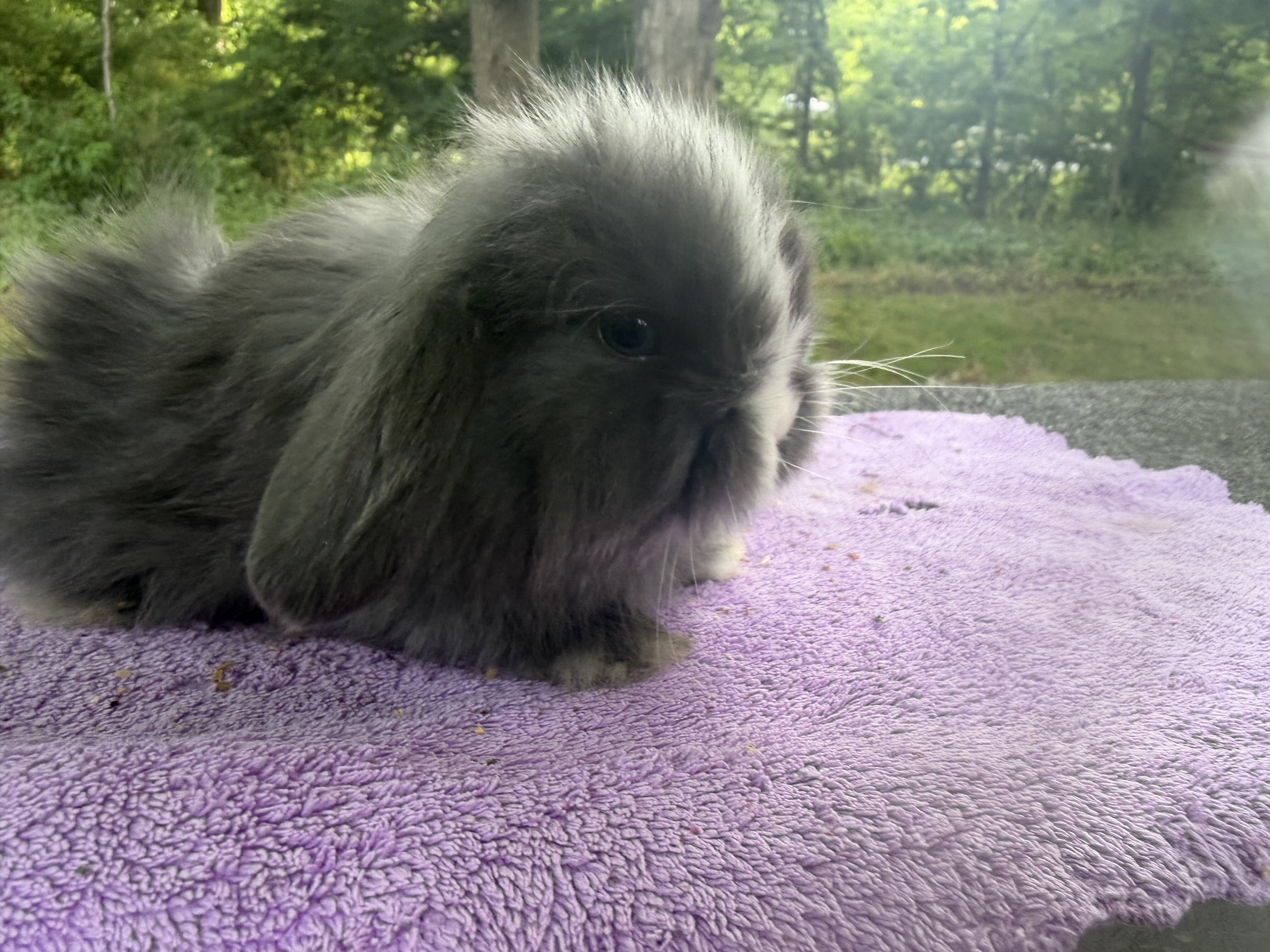 8 week Holland Lops image 7