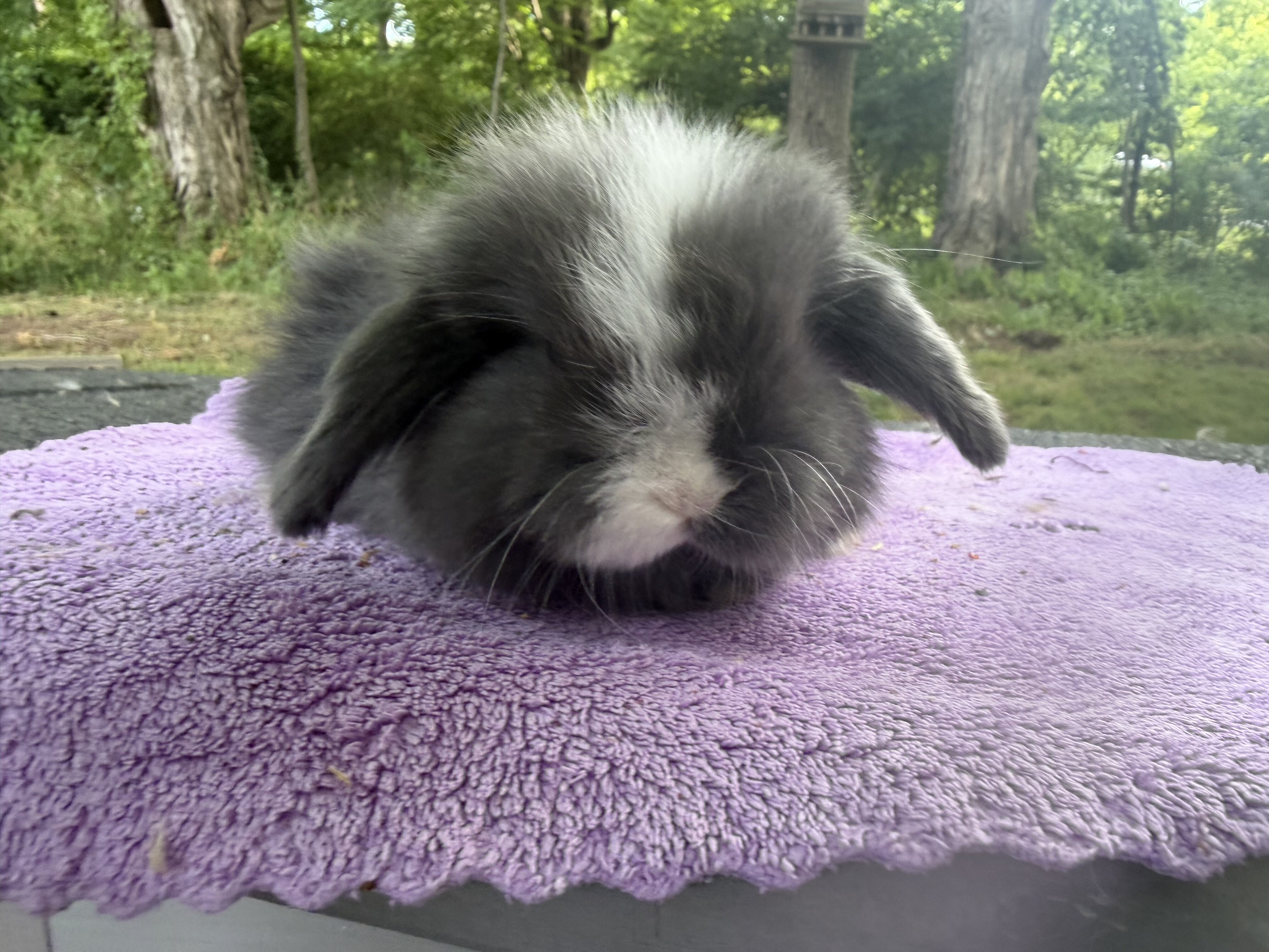 8 week Holland Lops image 9