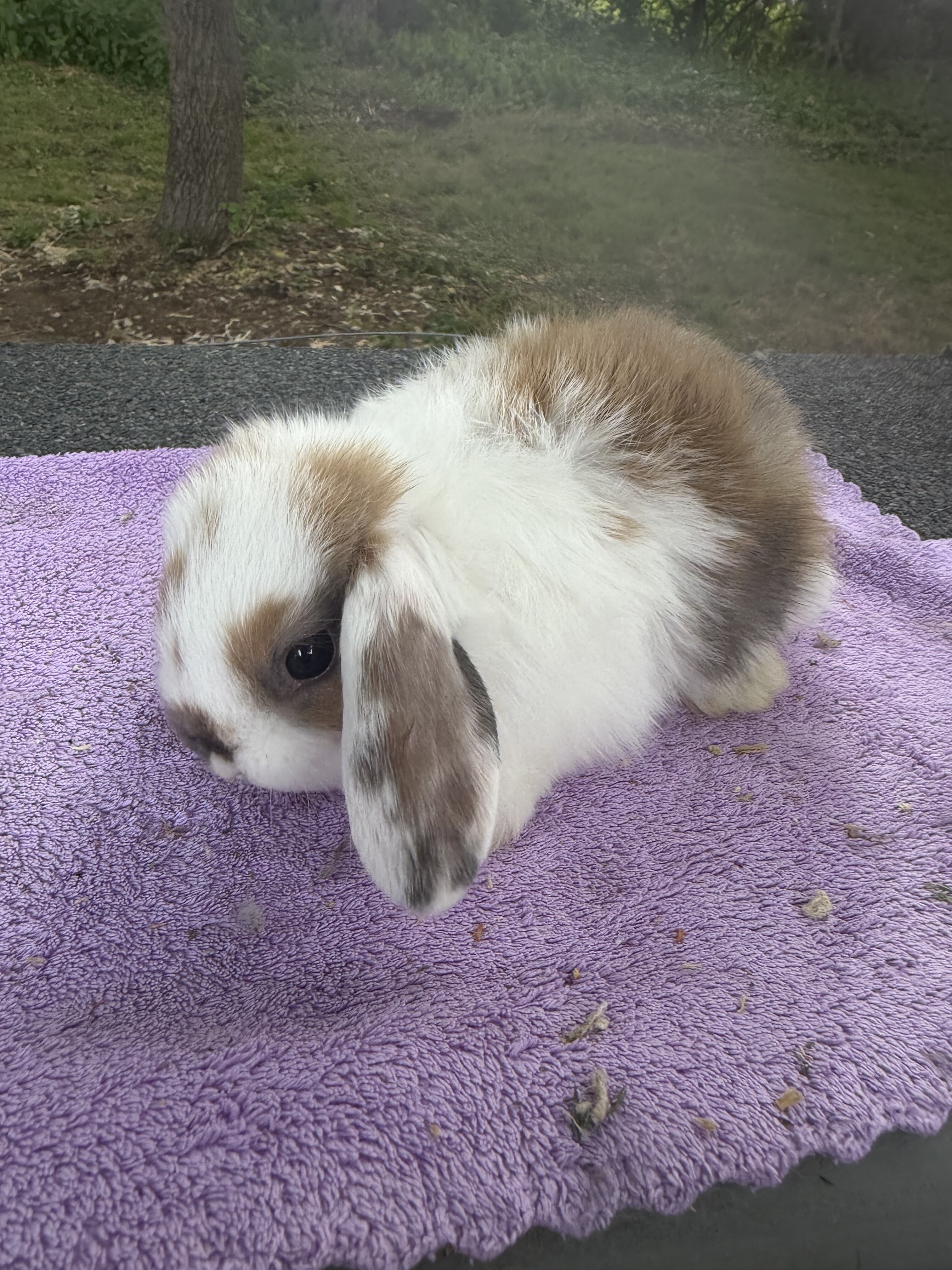 8 week Holland Lops image 4