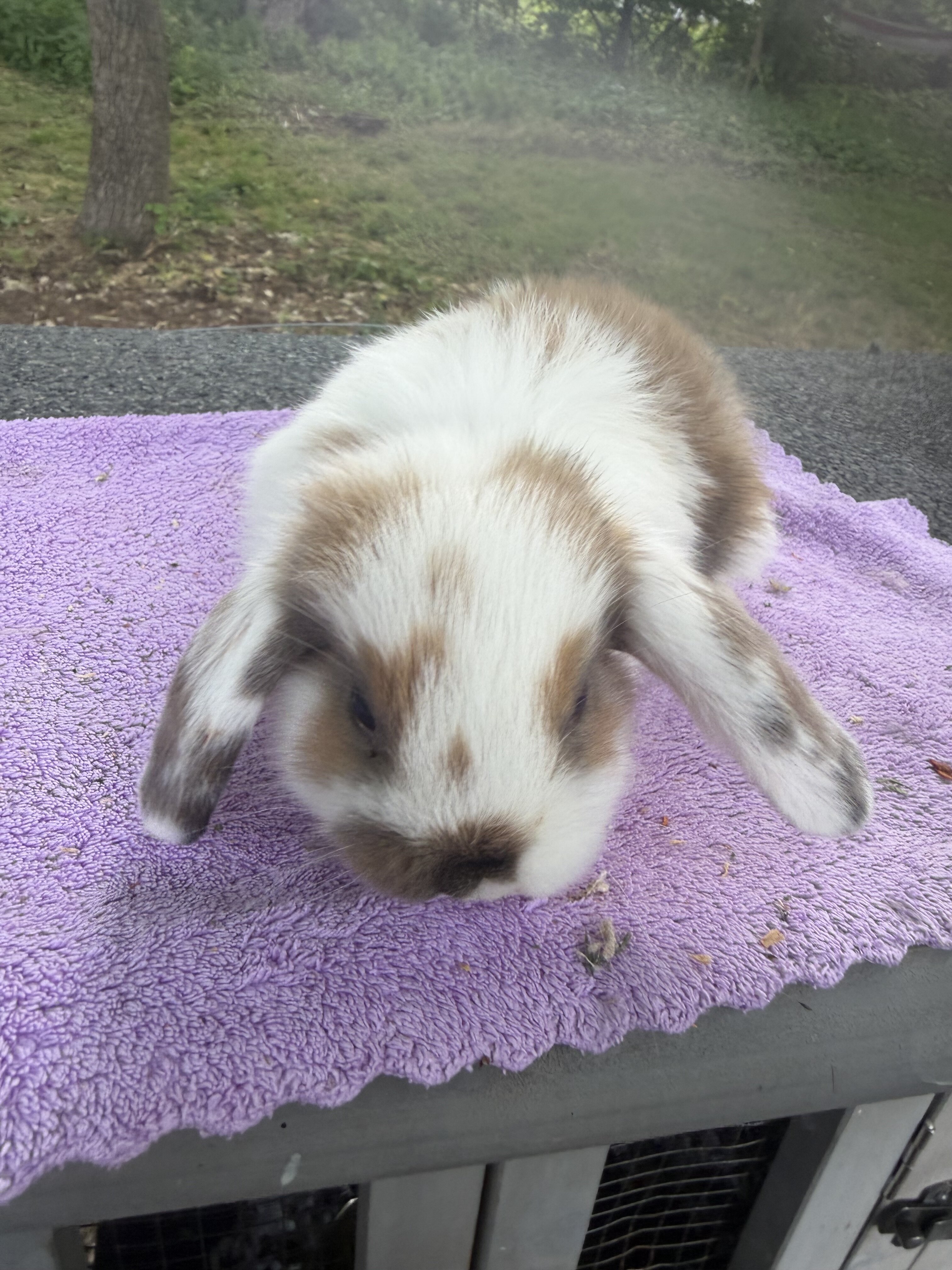 8 week Holland Lops image 8