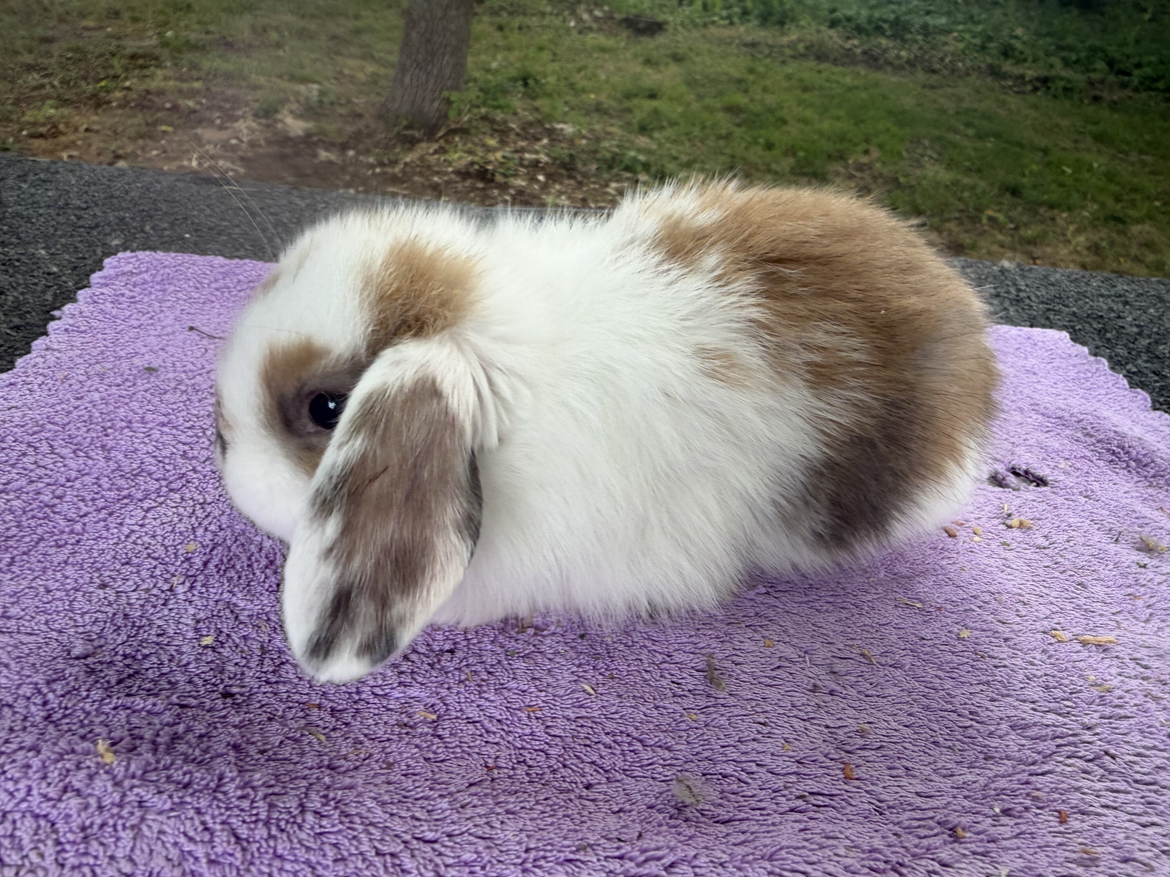 8 week Holland Lops image 5