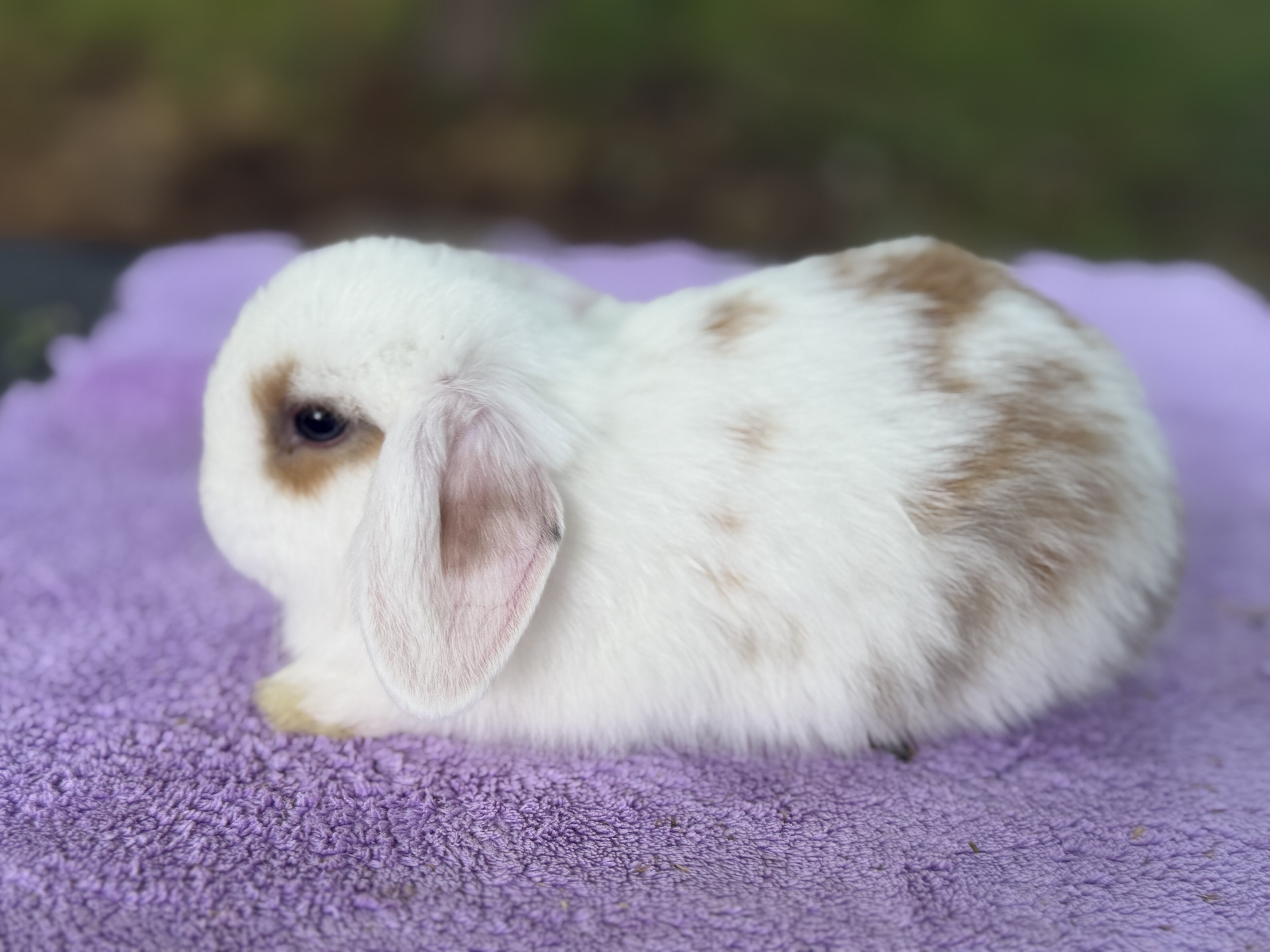 8 week Holland Lops image 2
