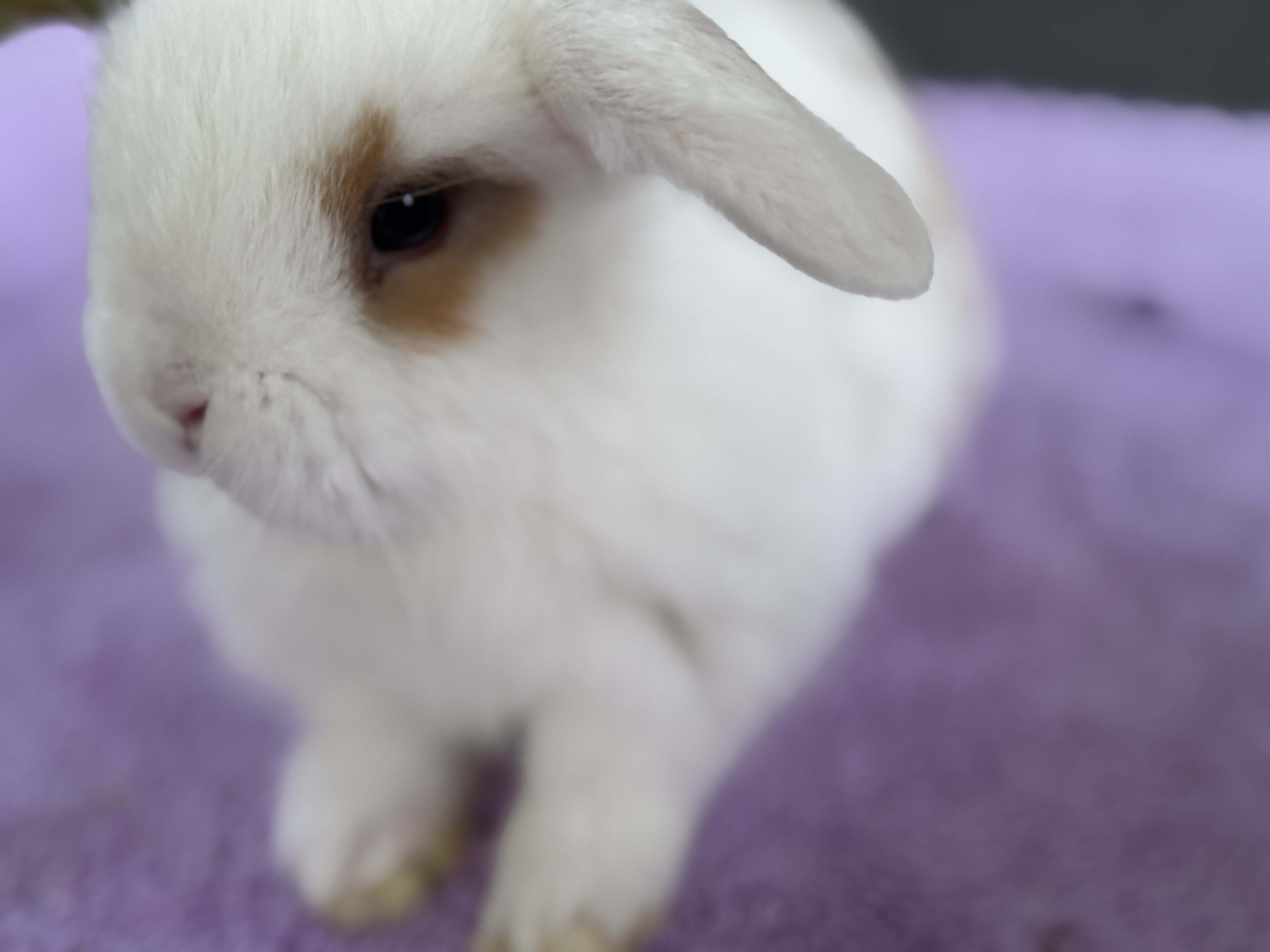 8 week Holland Lops image 3