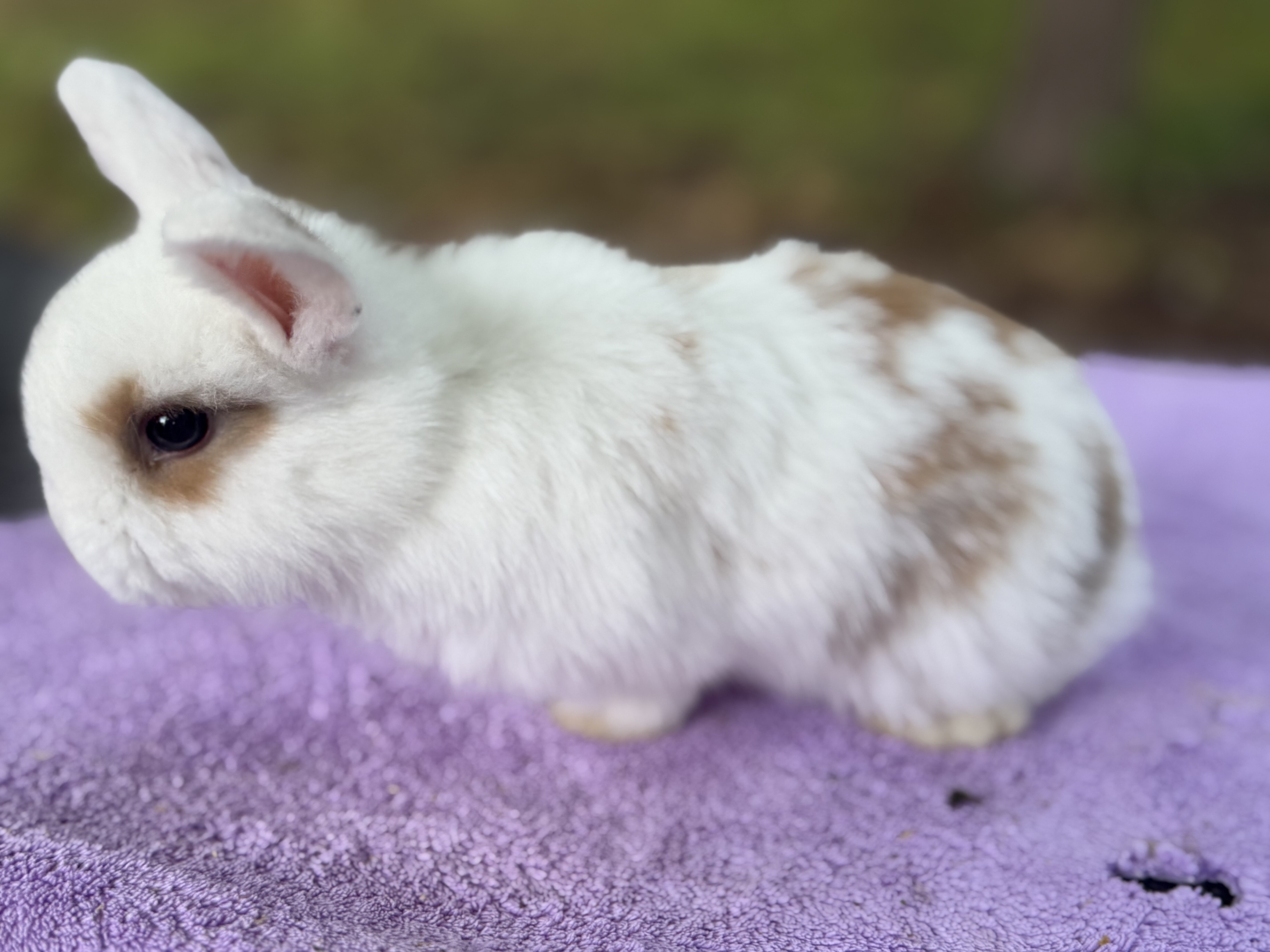 8 week Holland Lops image 1