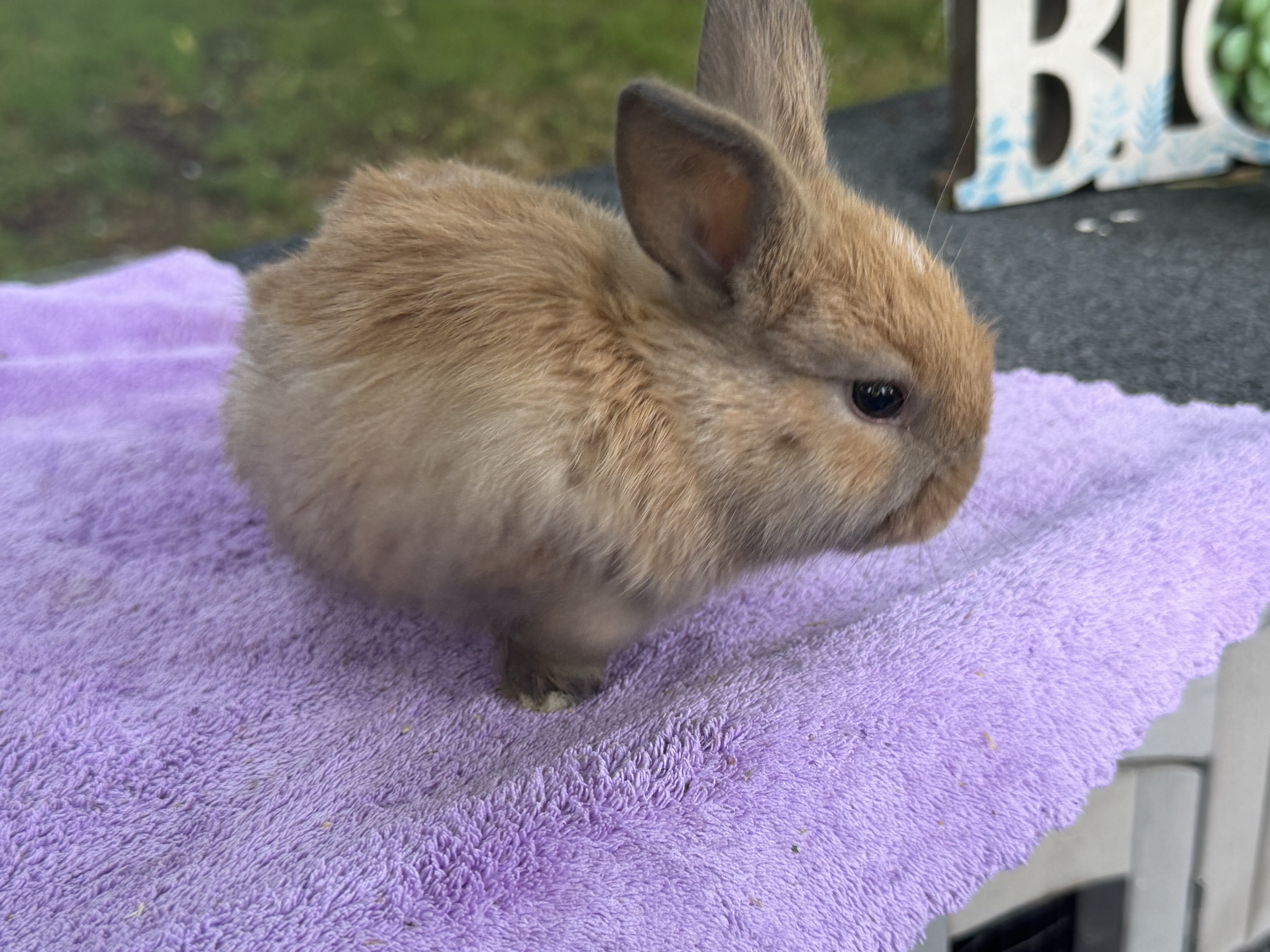 8 week Holland Lops image 13