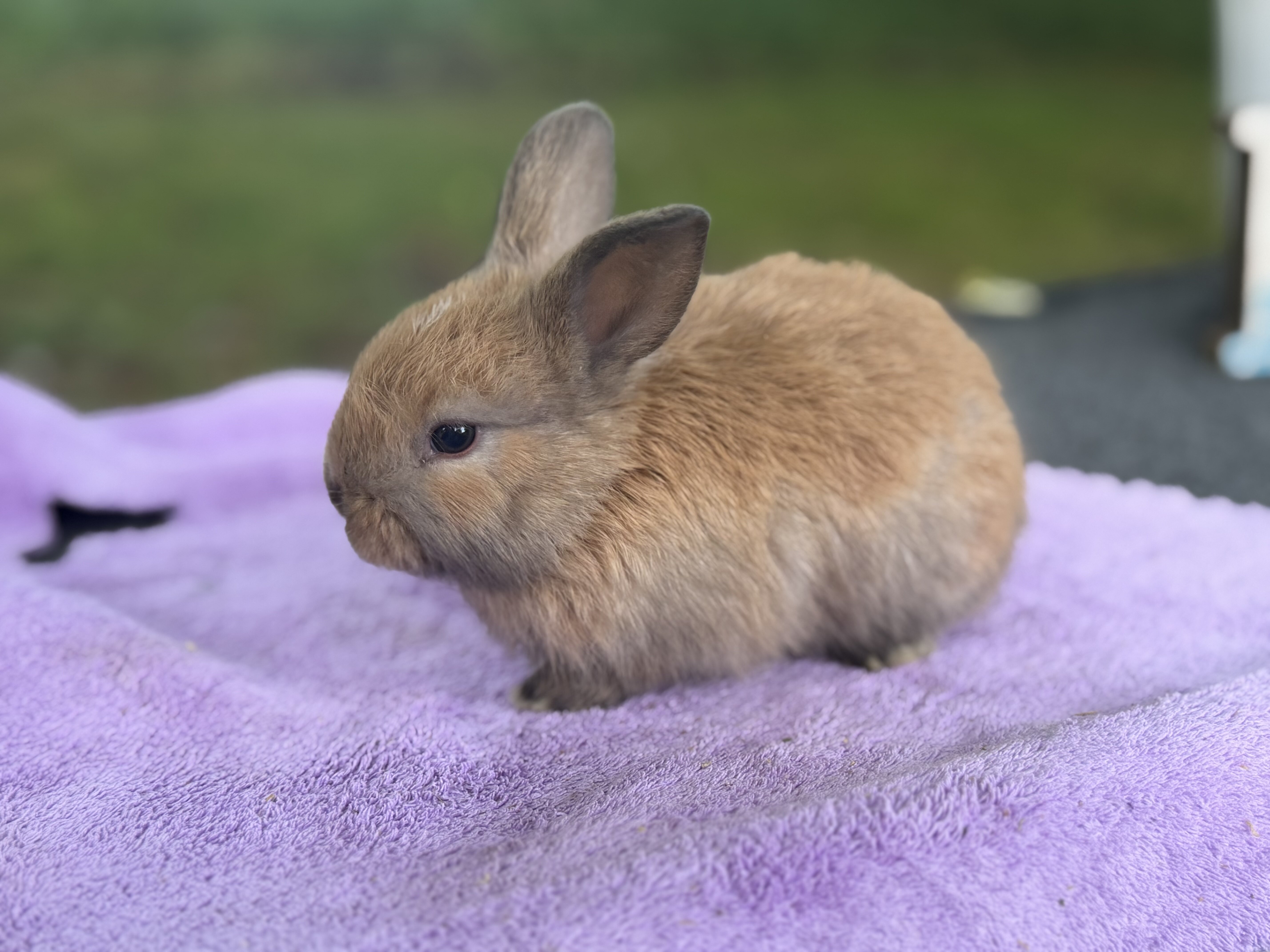 8 week Holland Lops image 12