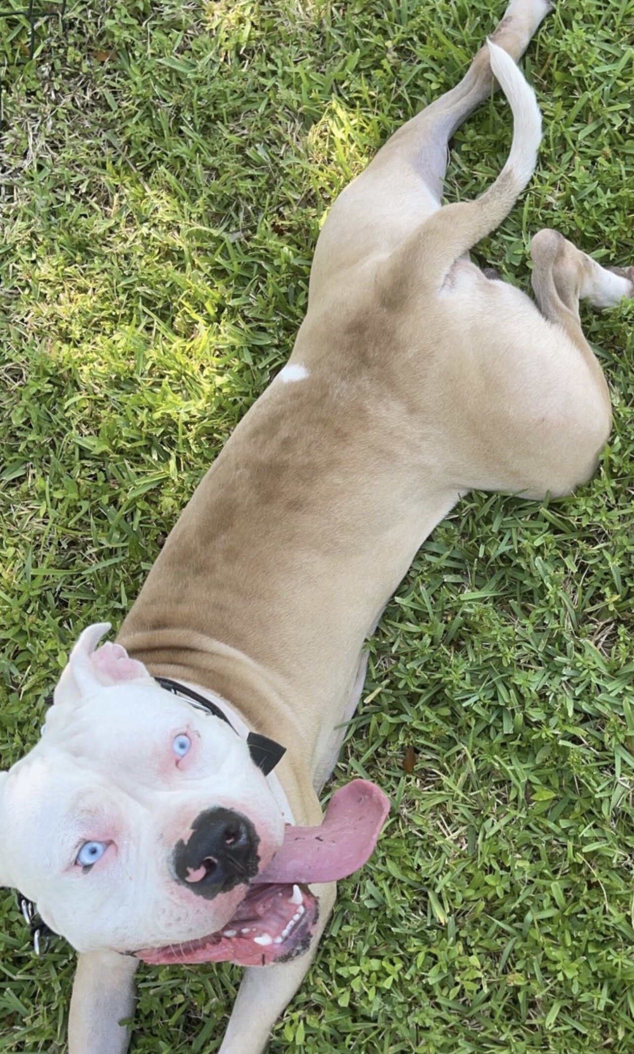 American Bully xl image 1