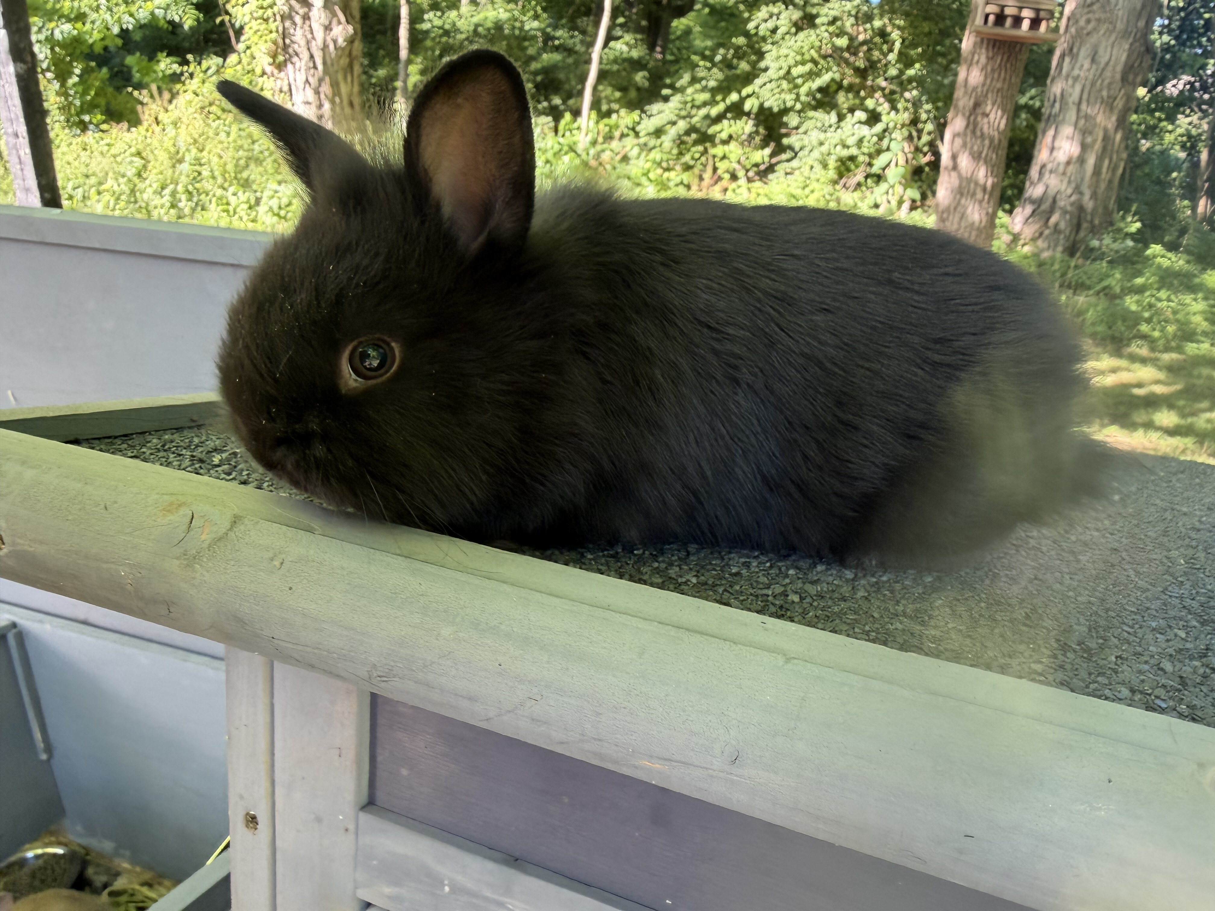 Female black lop bunny image 2