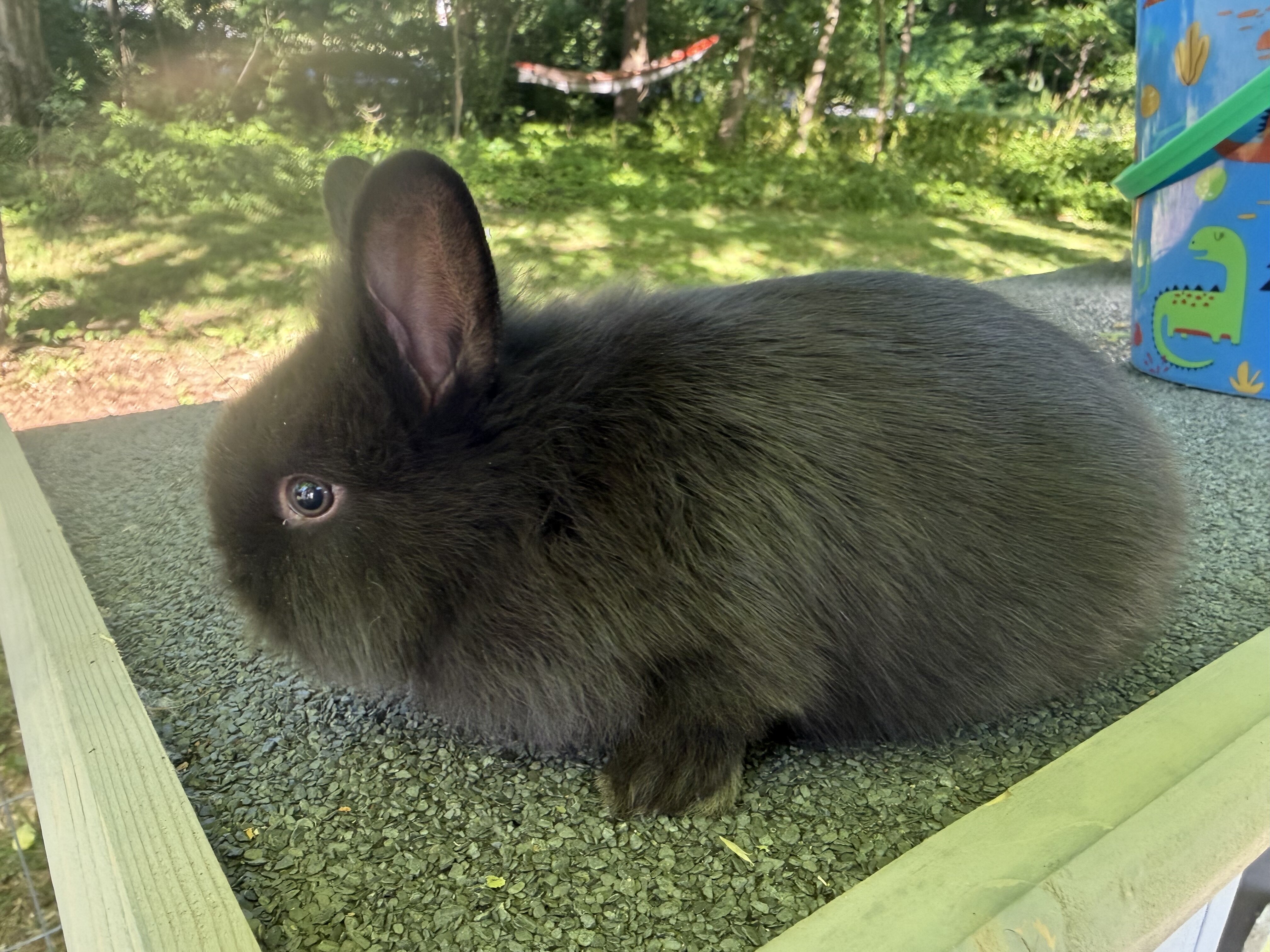 Female black lop bunny image 3