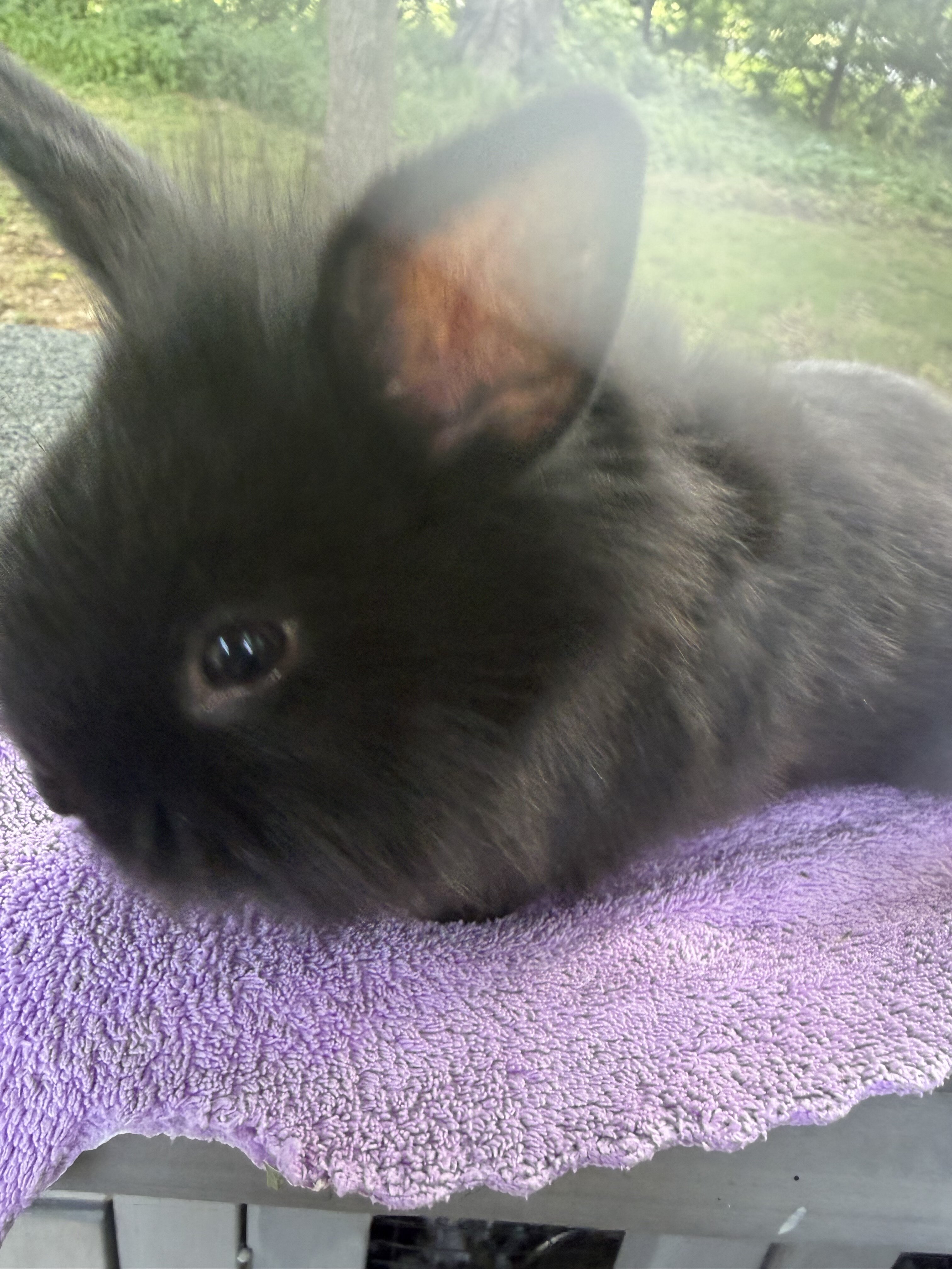 Female black lop bunny image 1