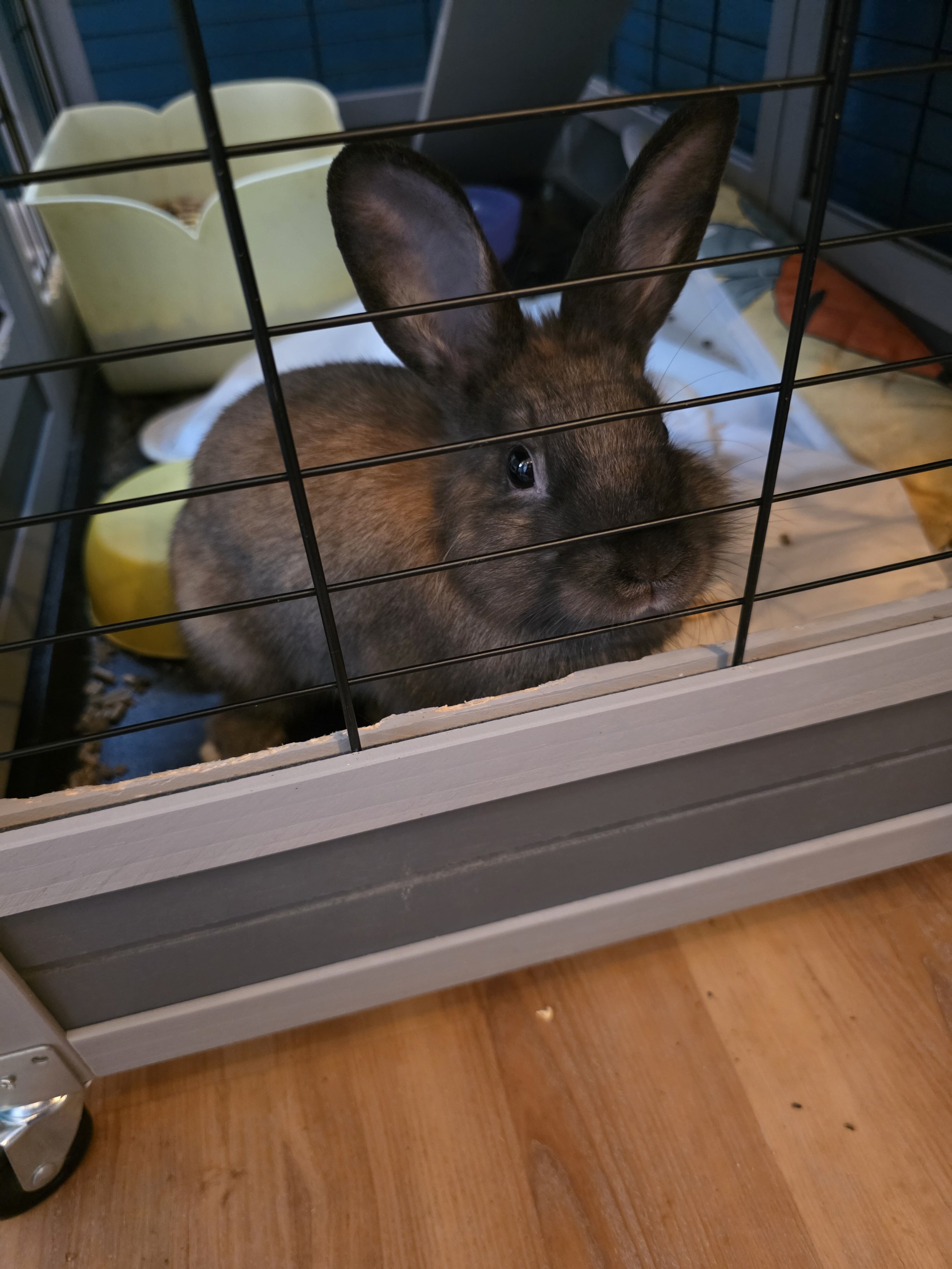 Peanut image 1