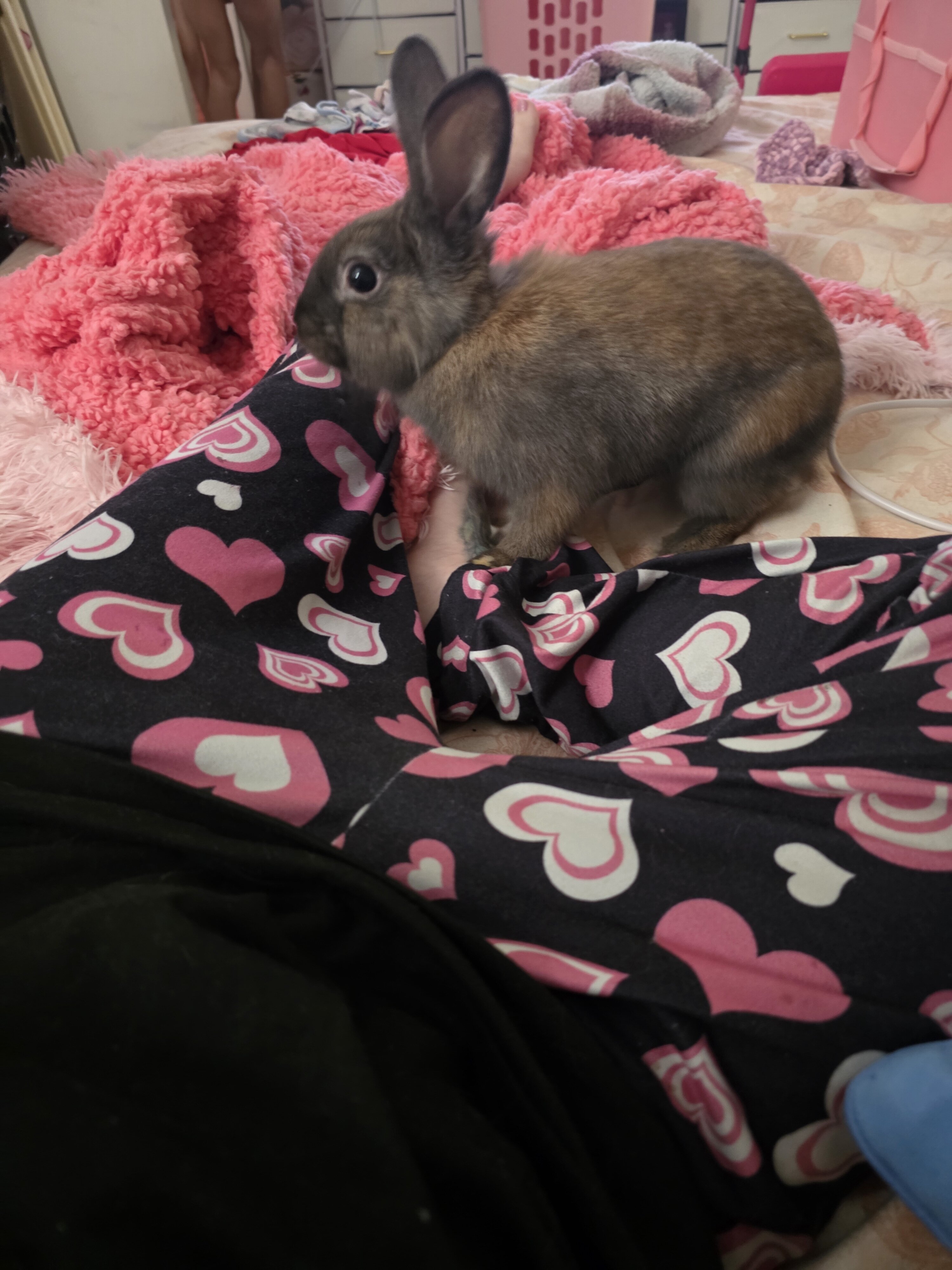 Peanut image 2