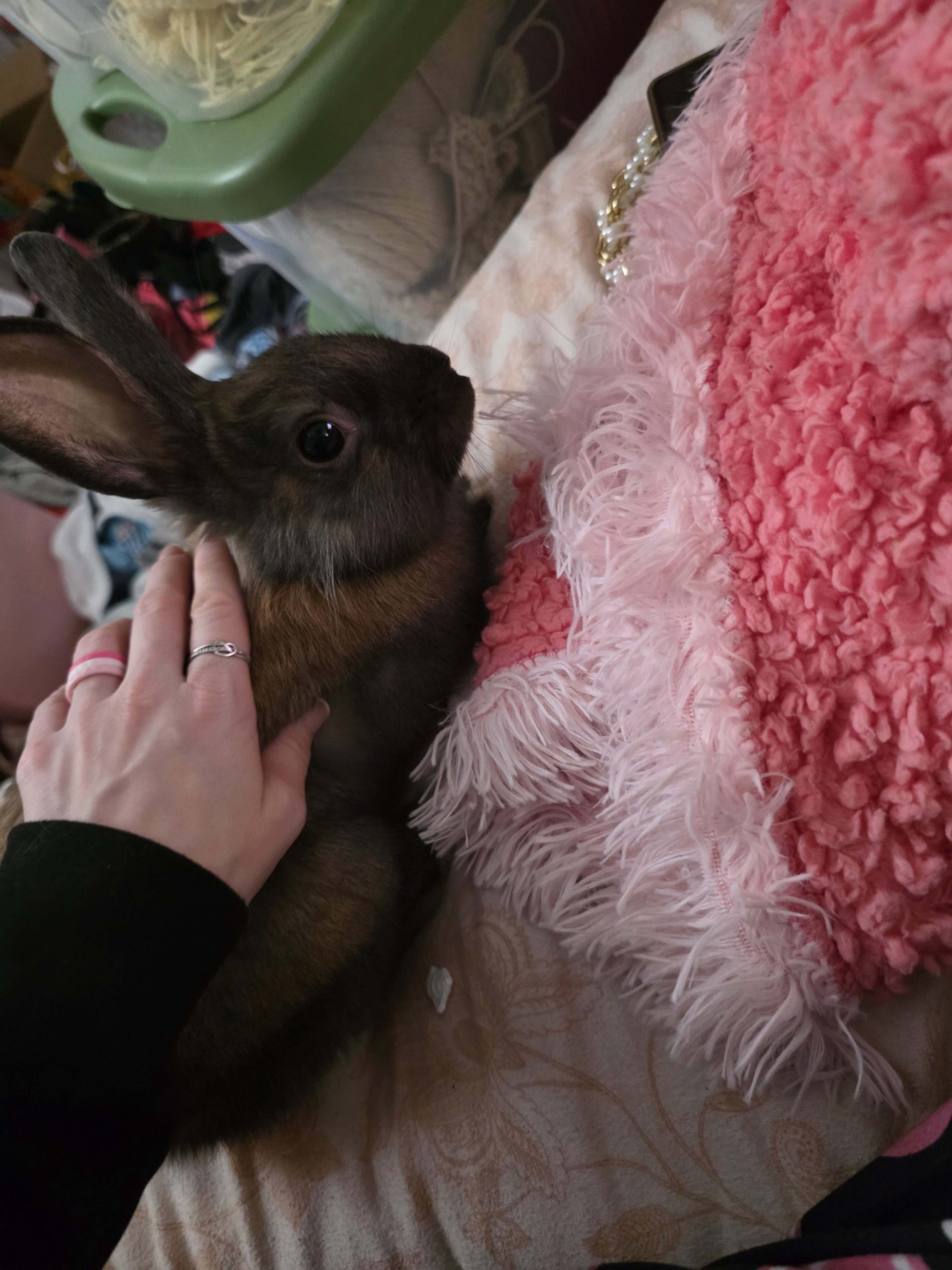 Peanut image 3