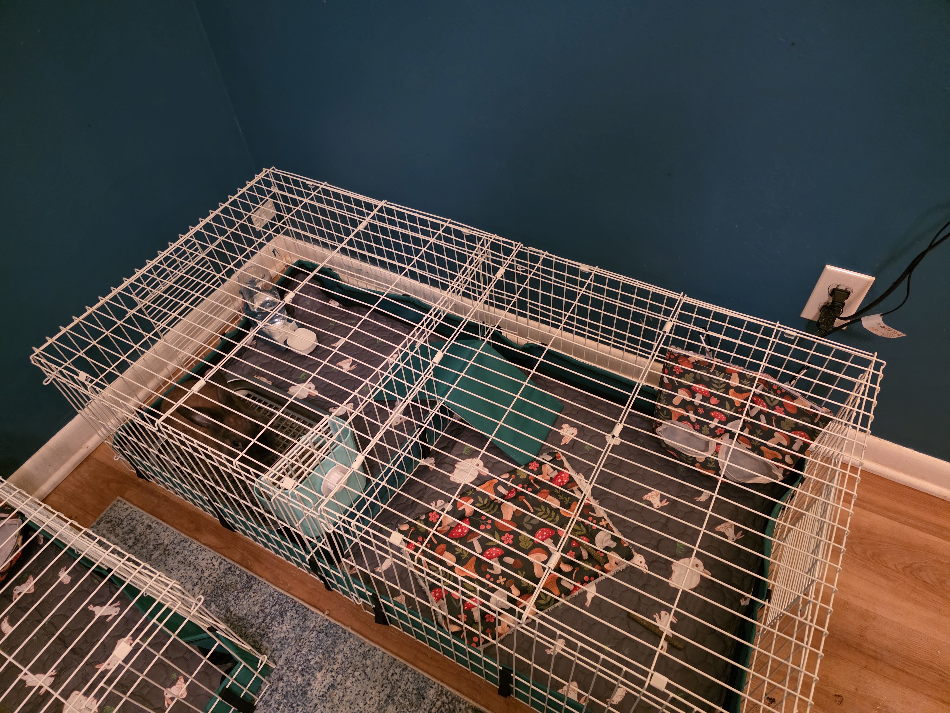 Peanut image 4