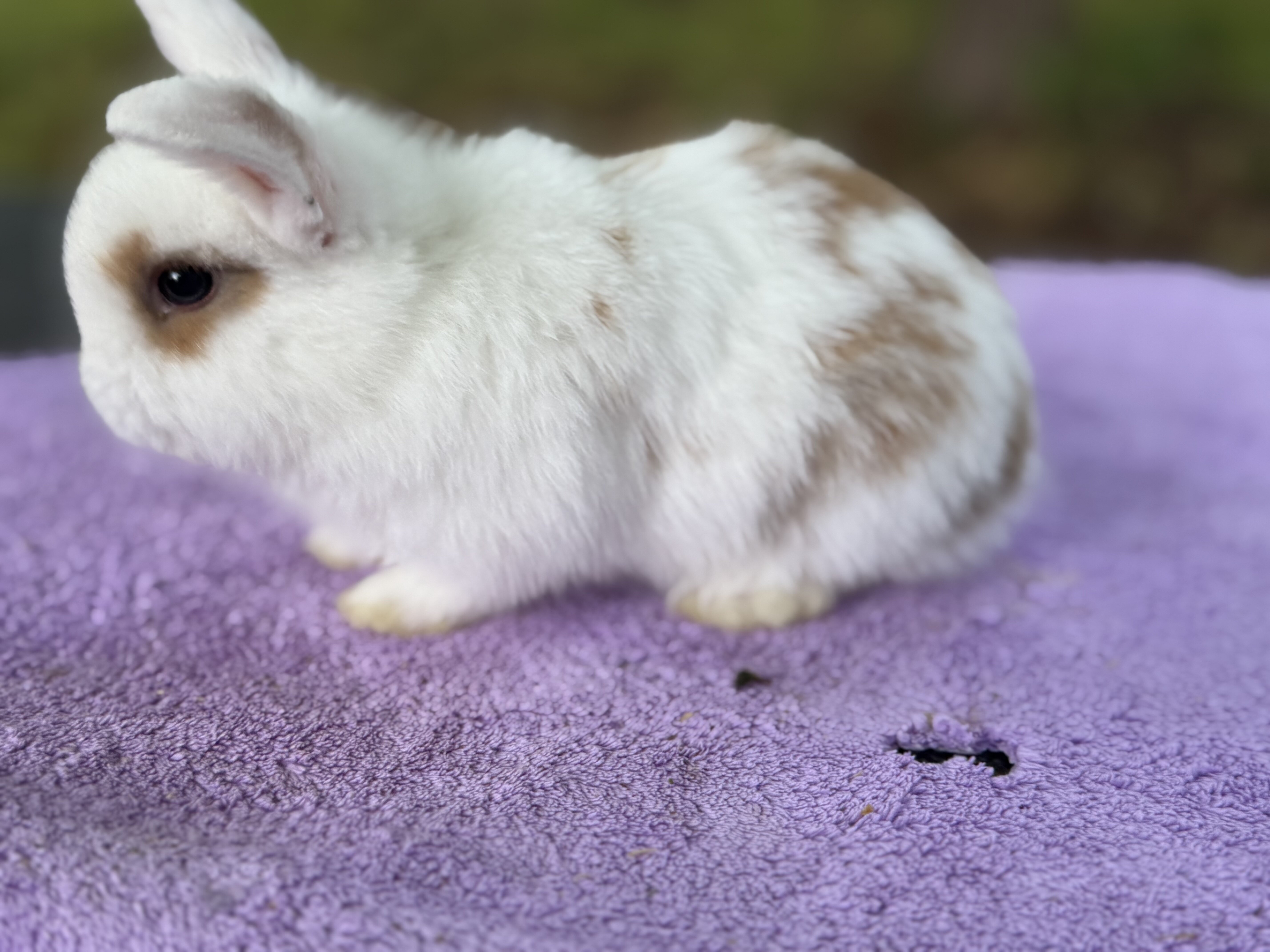 Holland lop various color bunnies image 4