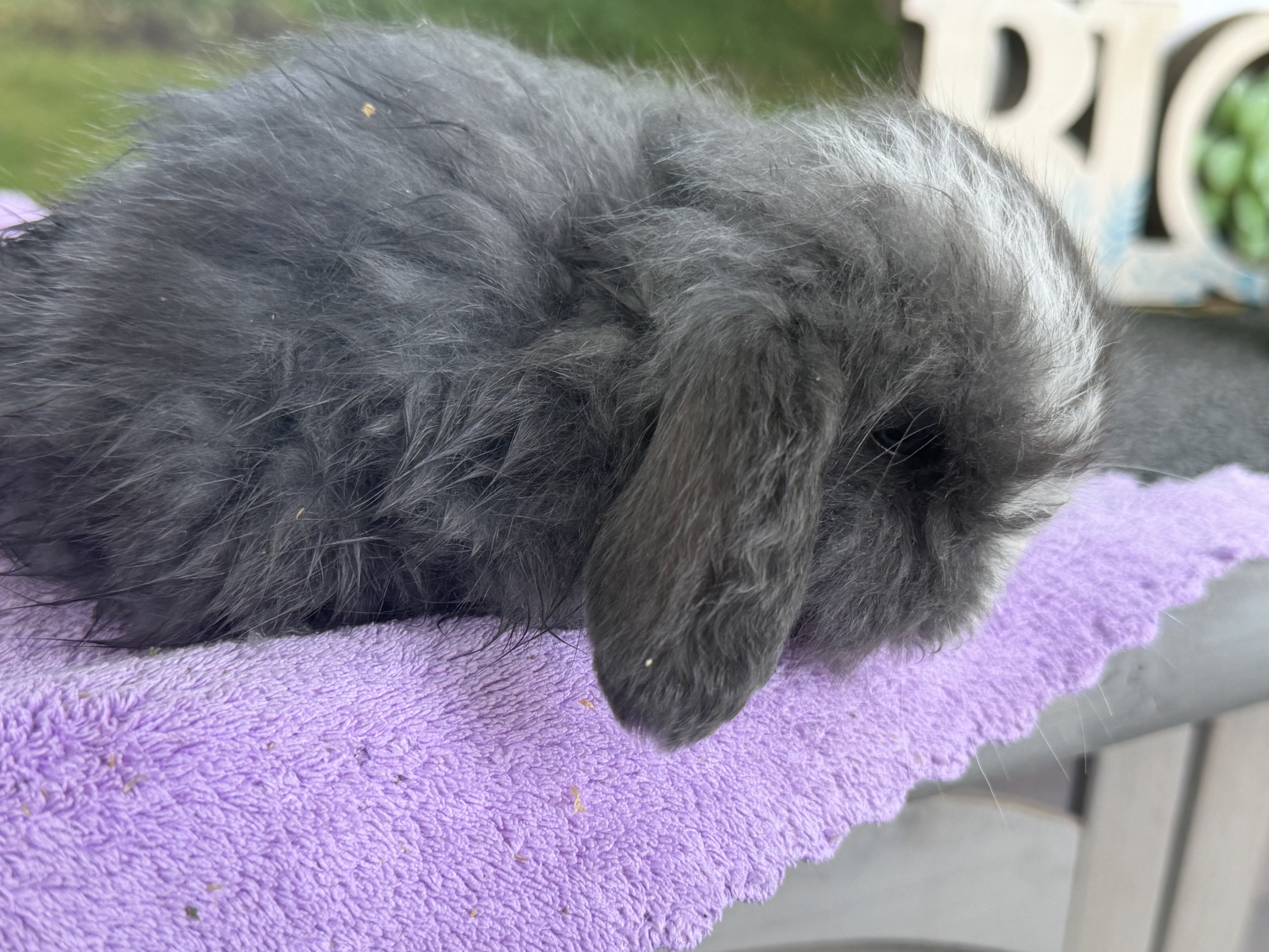 Holland lop various color bunnies image 3
