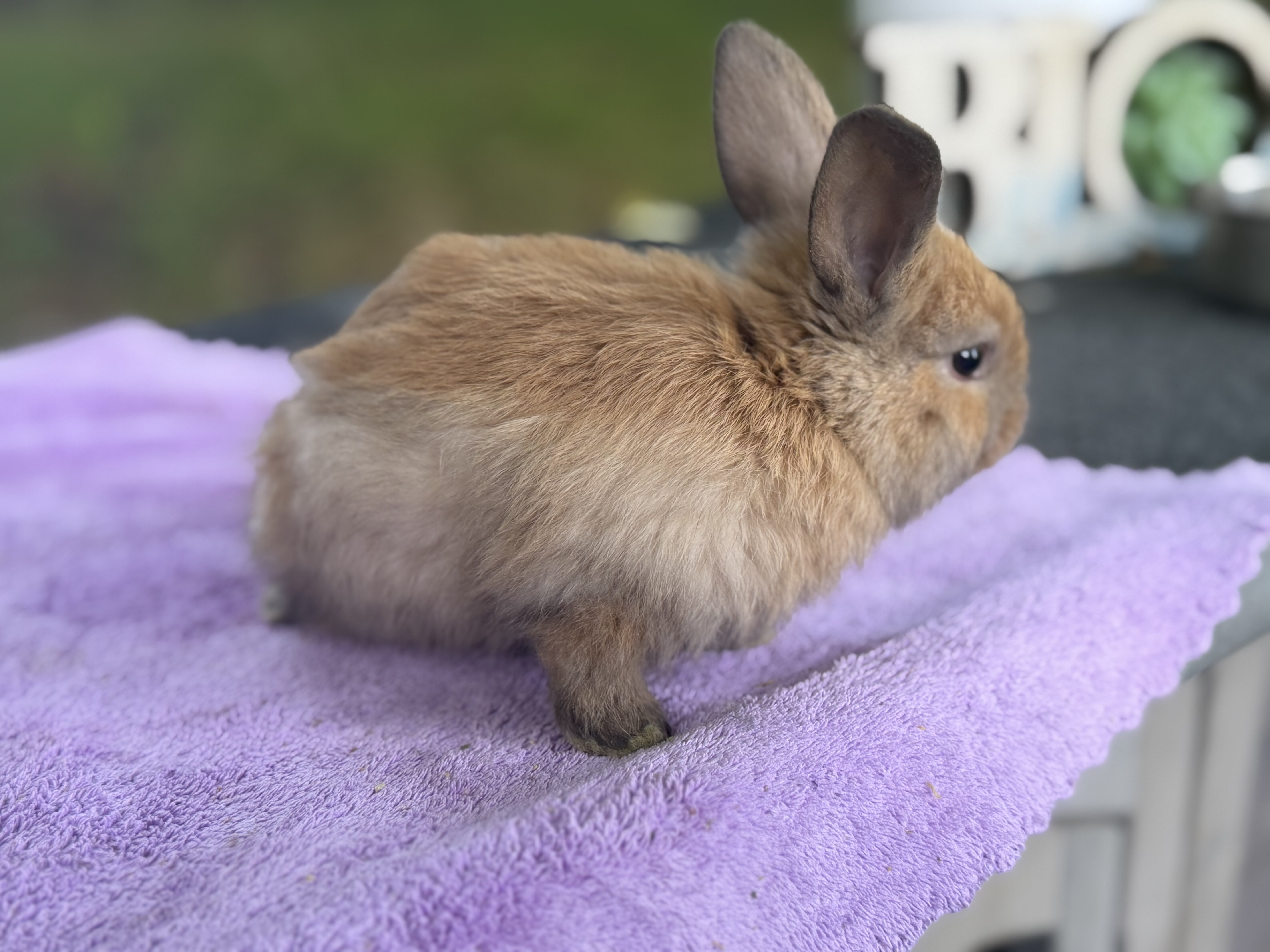 Holland lop various color bunnies image 2