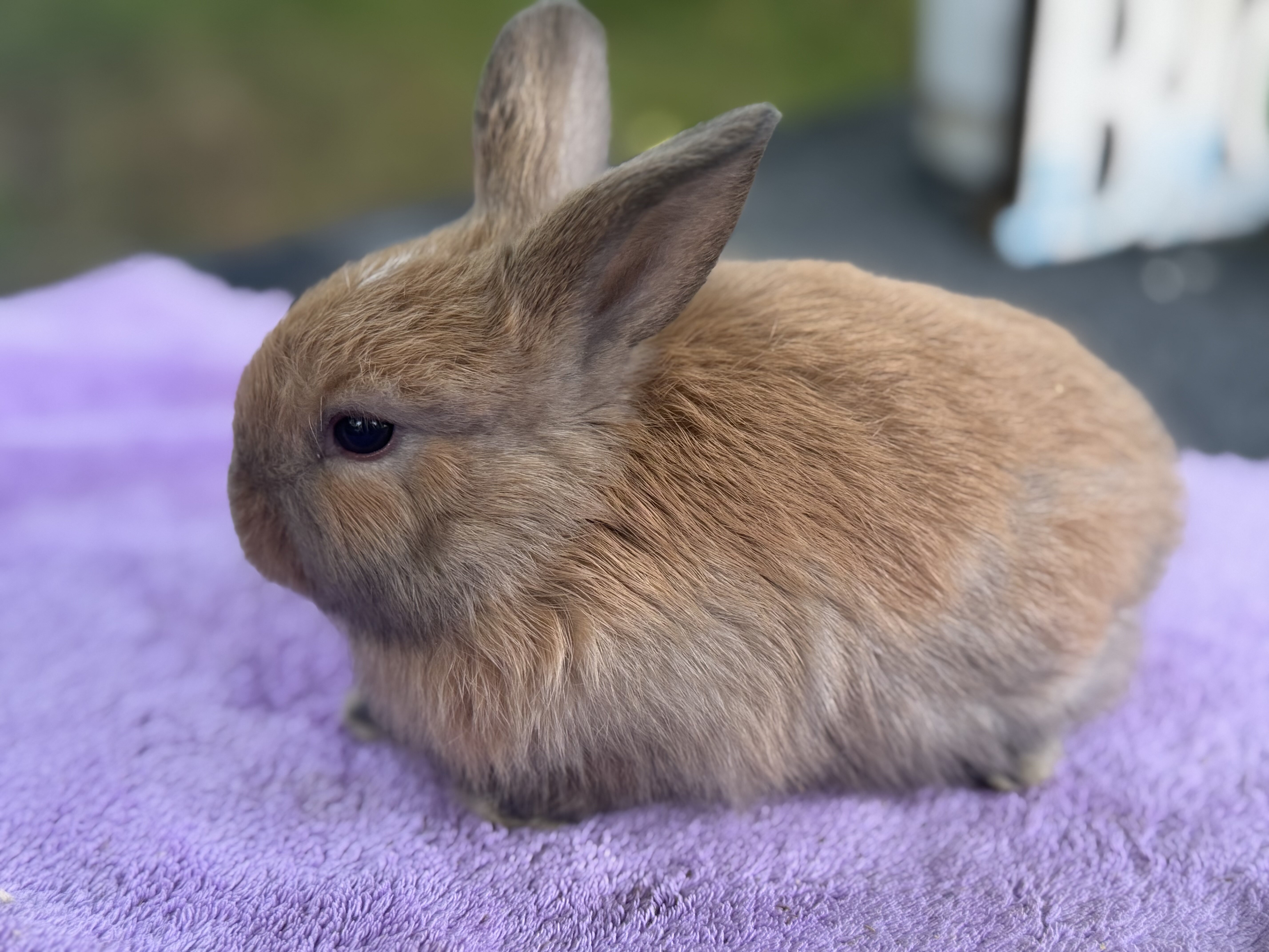 Holland lop various color bunnies image 1