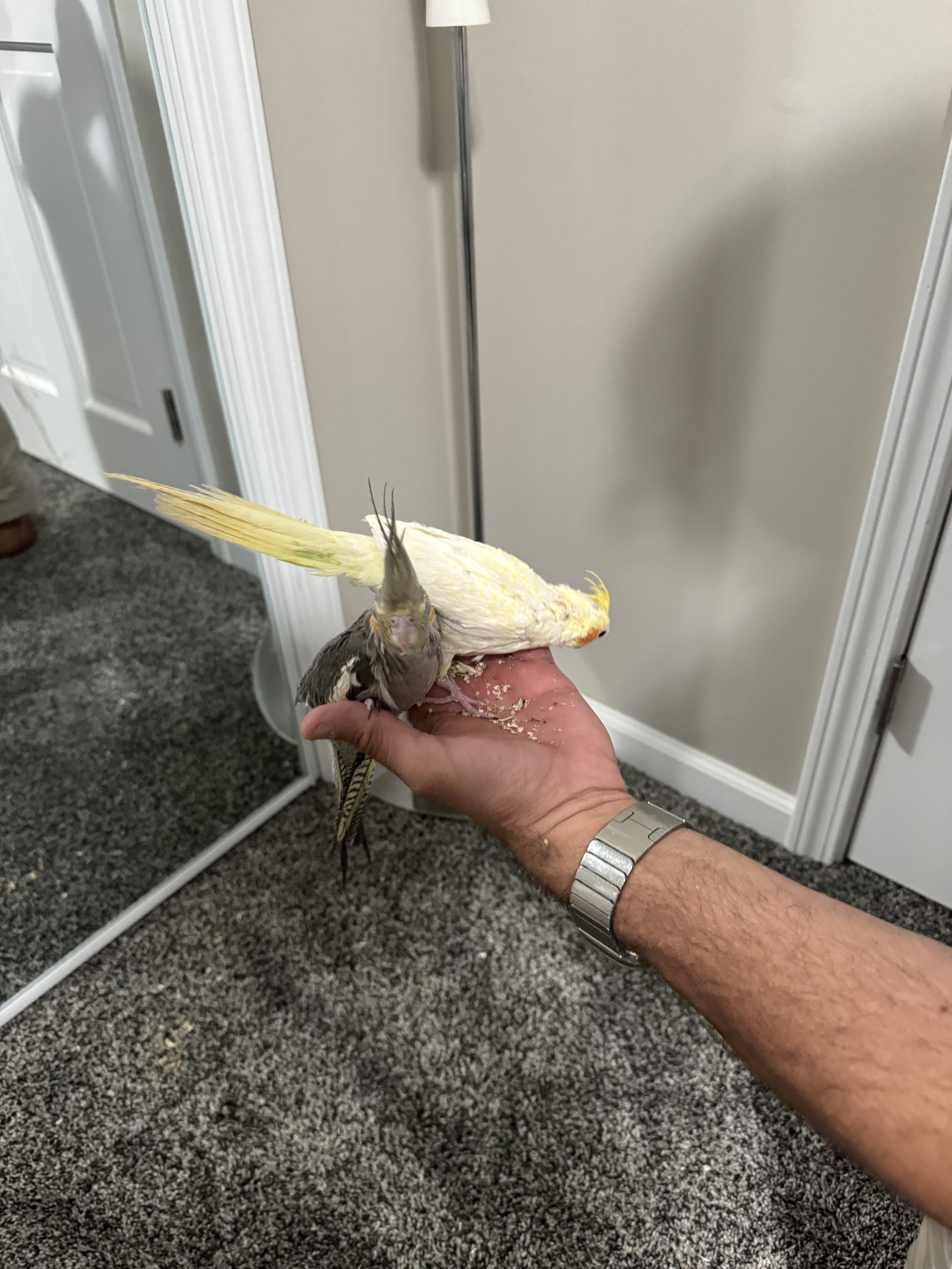 Two cockatiels looking for a new home image 2