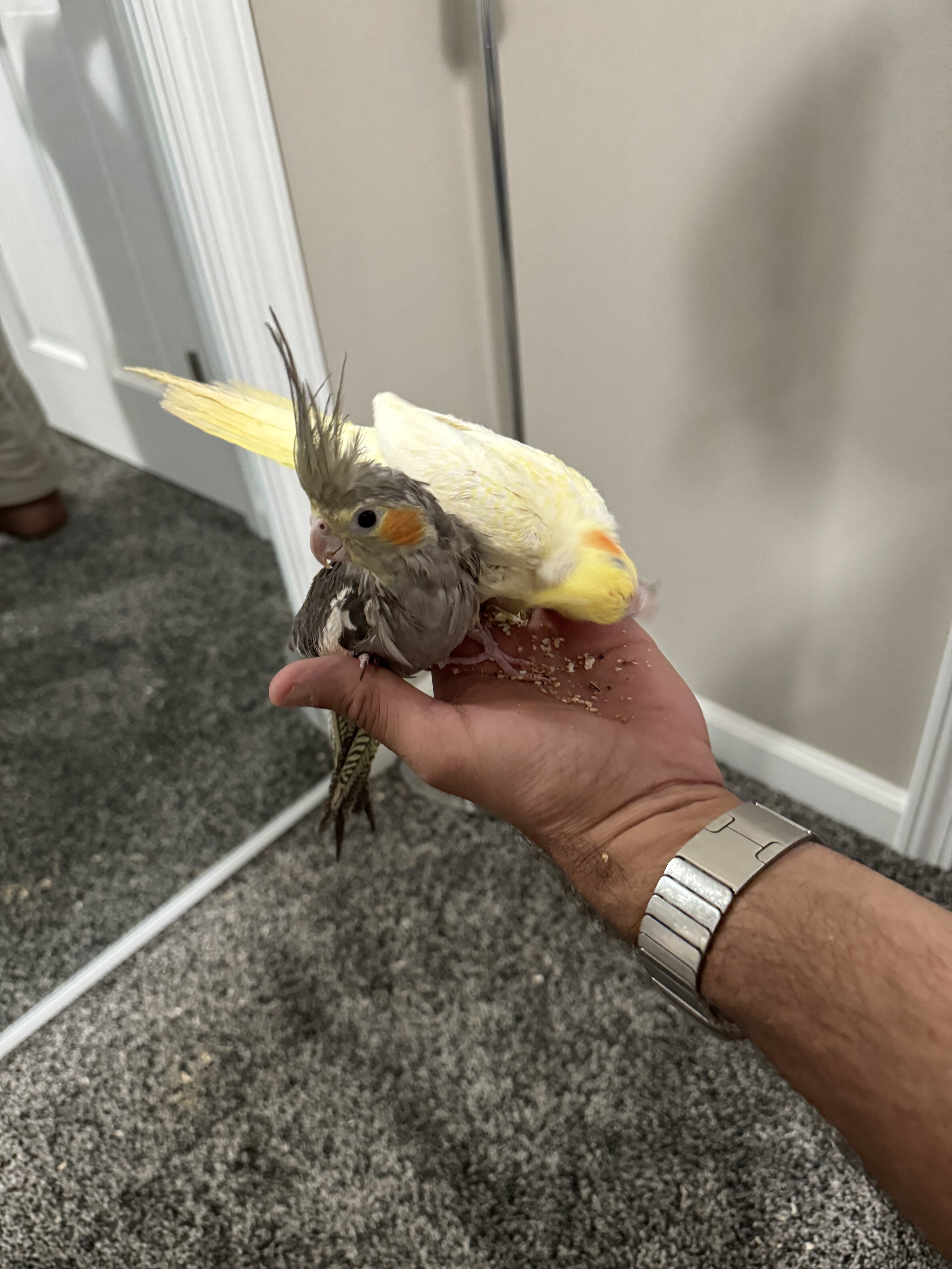 Two cockatiels looking for a new home image 3