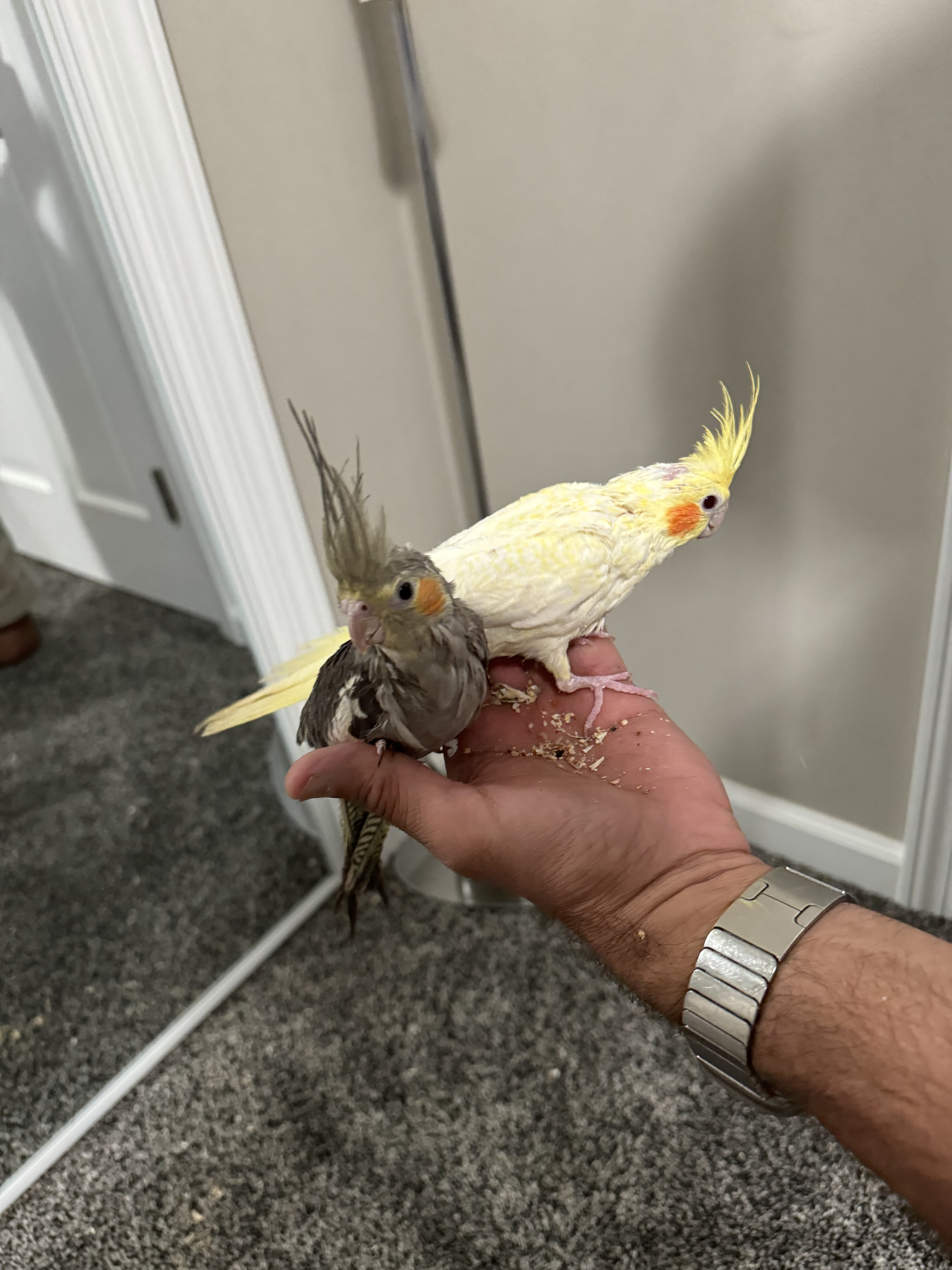Two cockatiels looking for a new home image 4