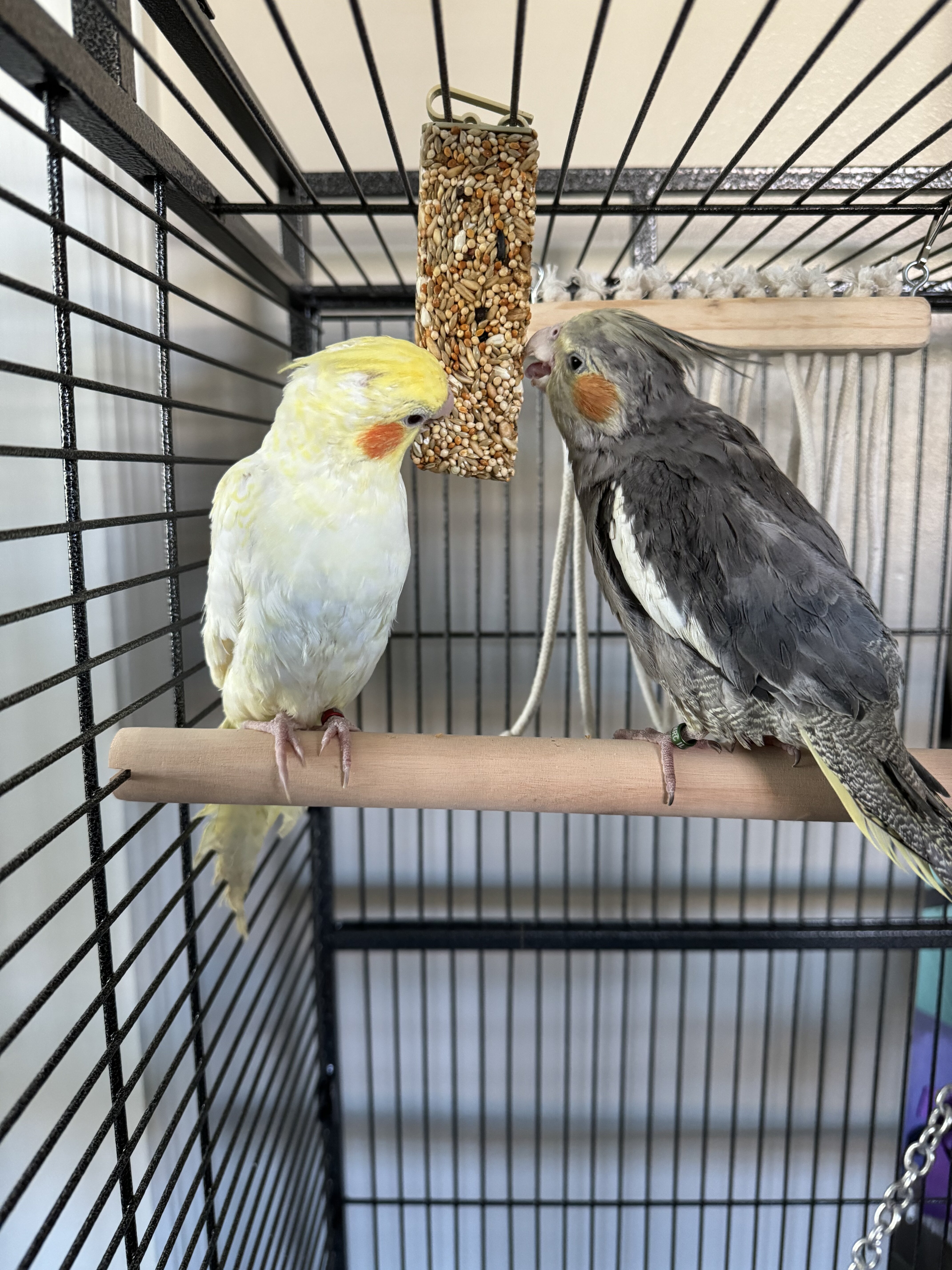 Two cockatiels looking for a new home image 1