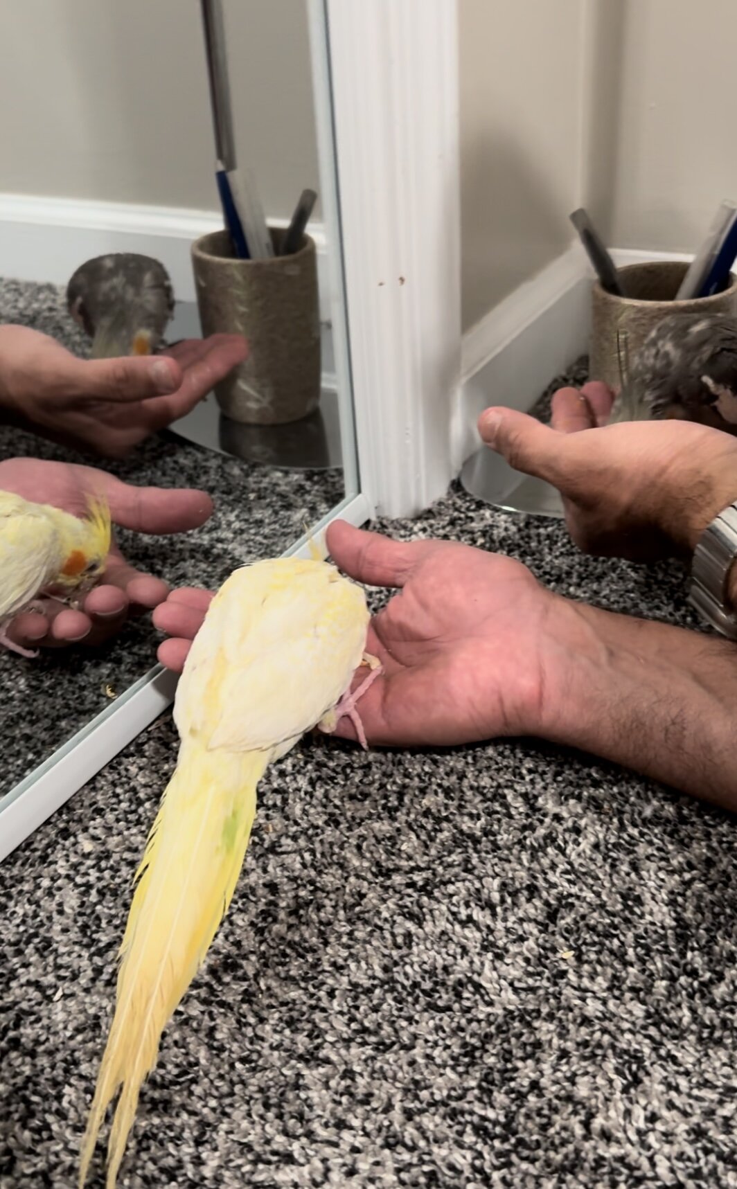 Two cockatiels looking for a new home image 5