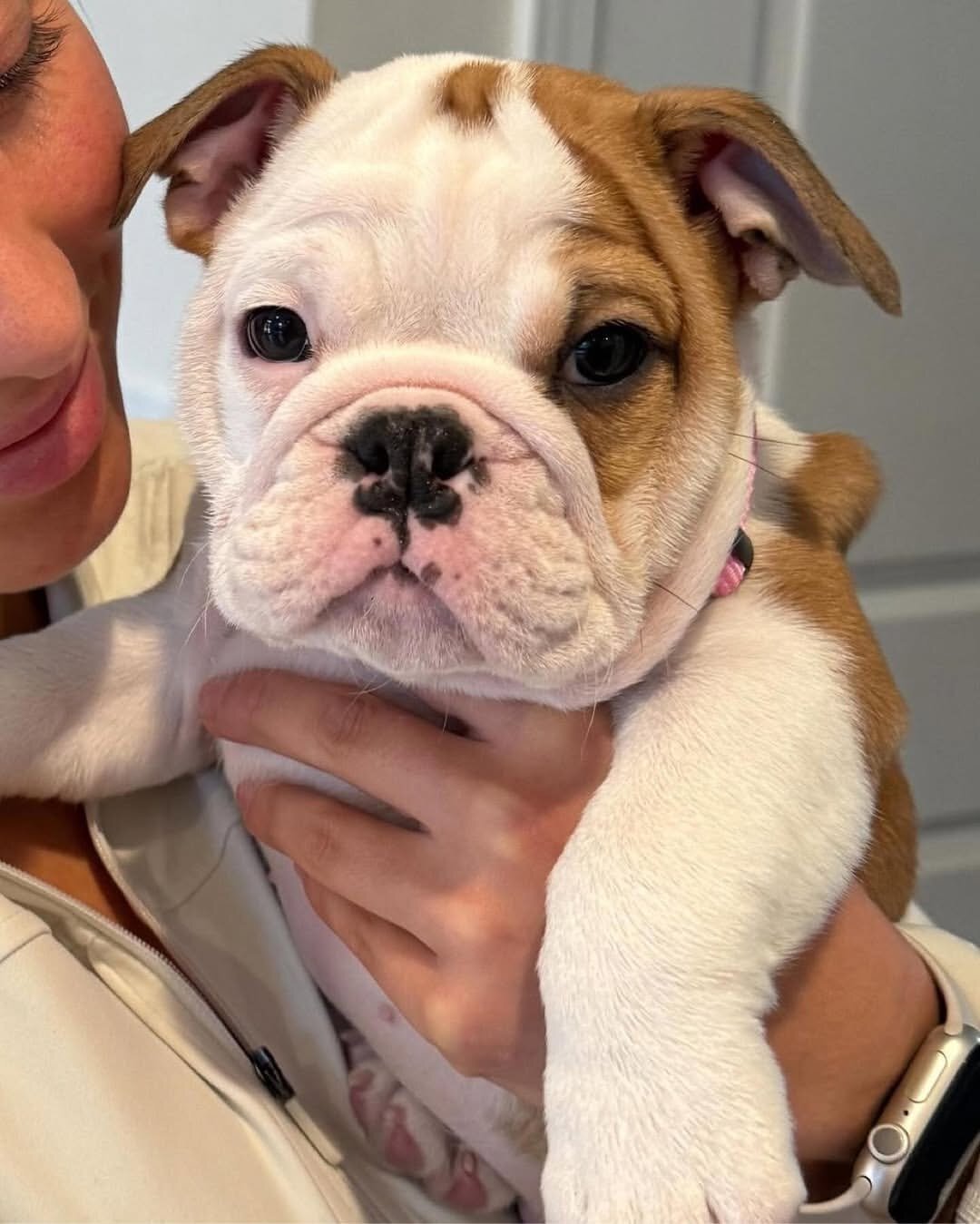 Home trained English bulldog image 1