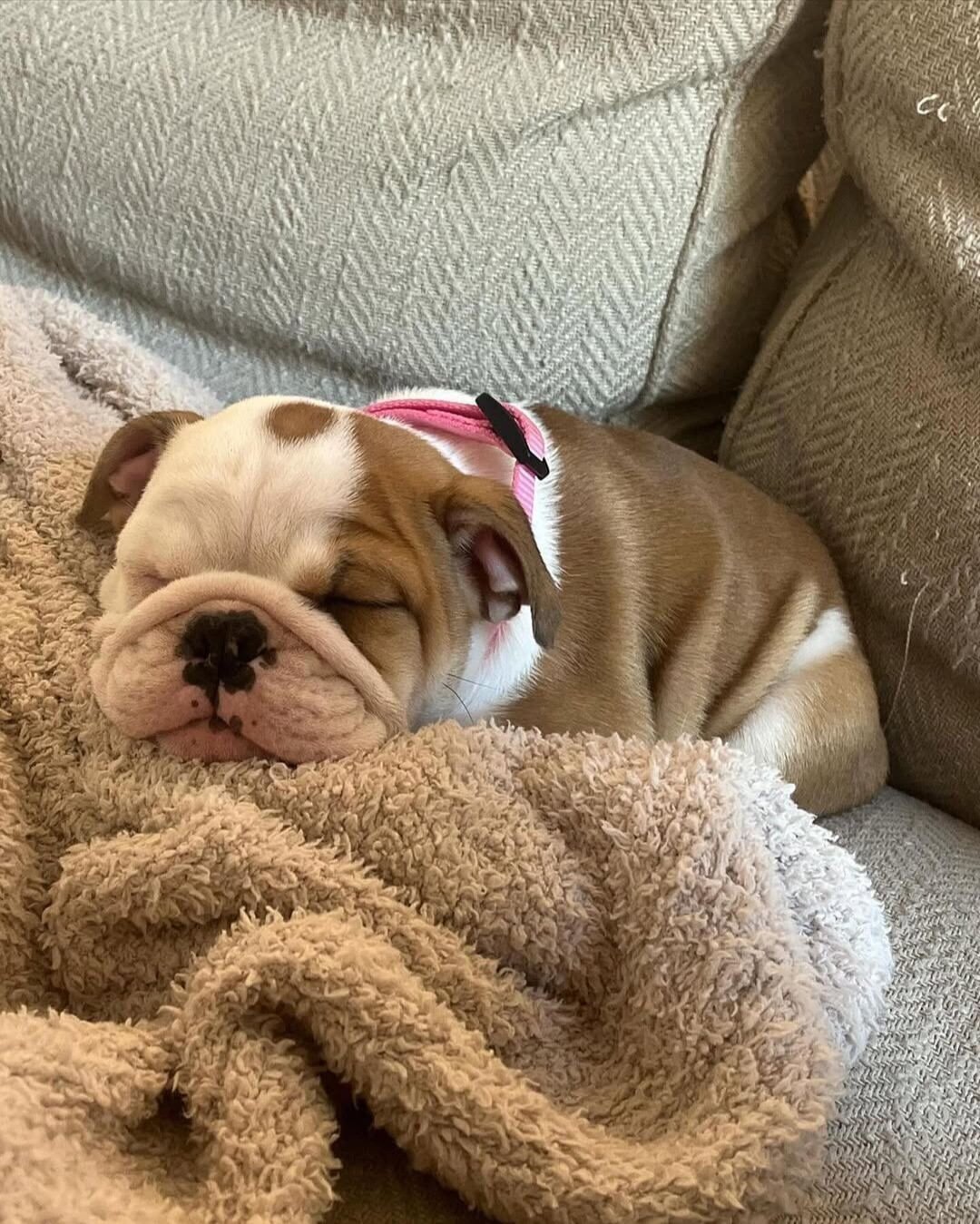 Home trained English bulldog image 2