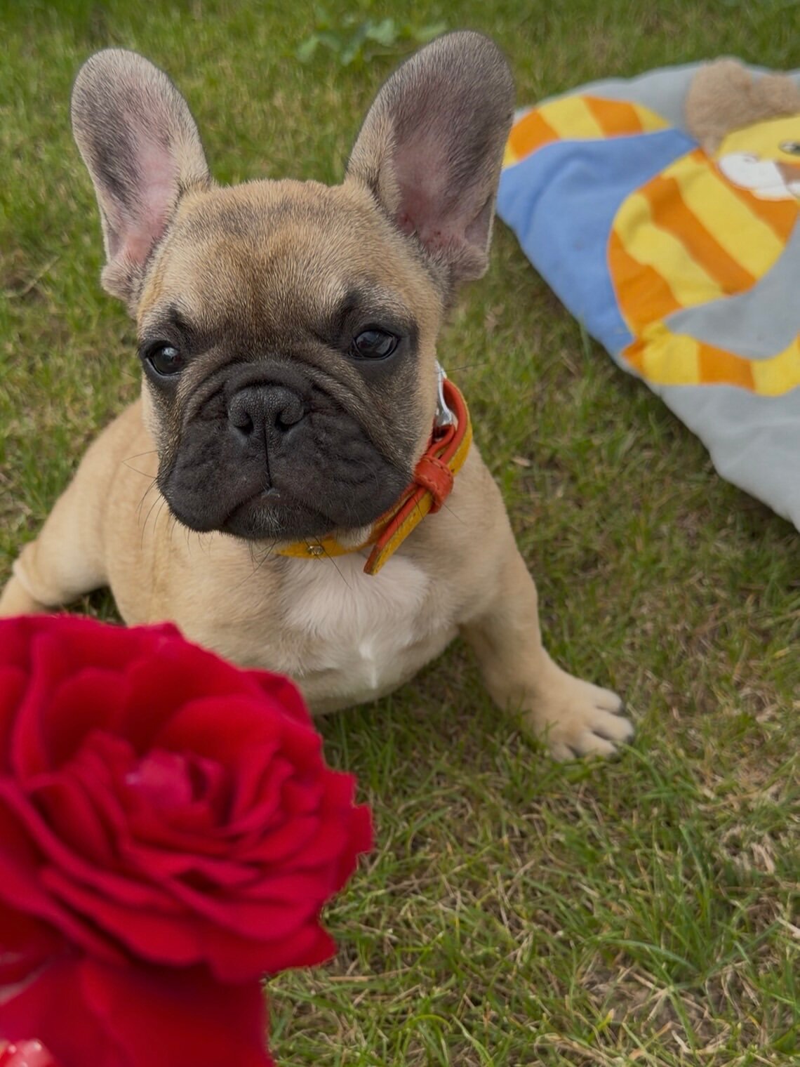 Pug puppy image 1