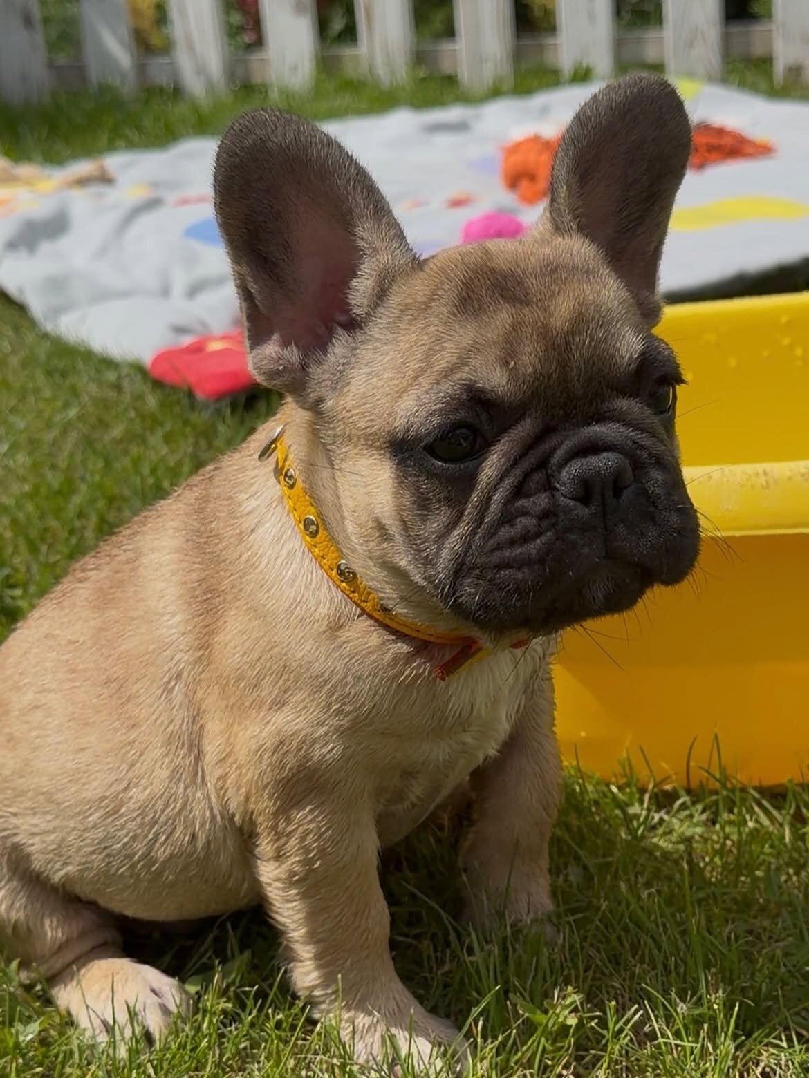 Pug puppy image 2