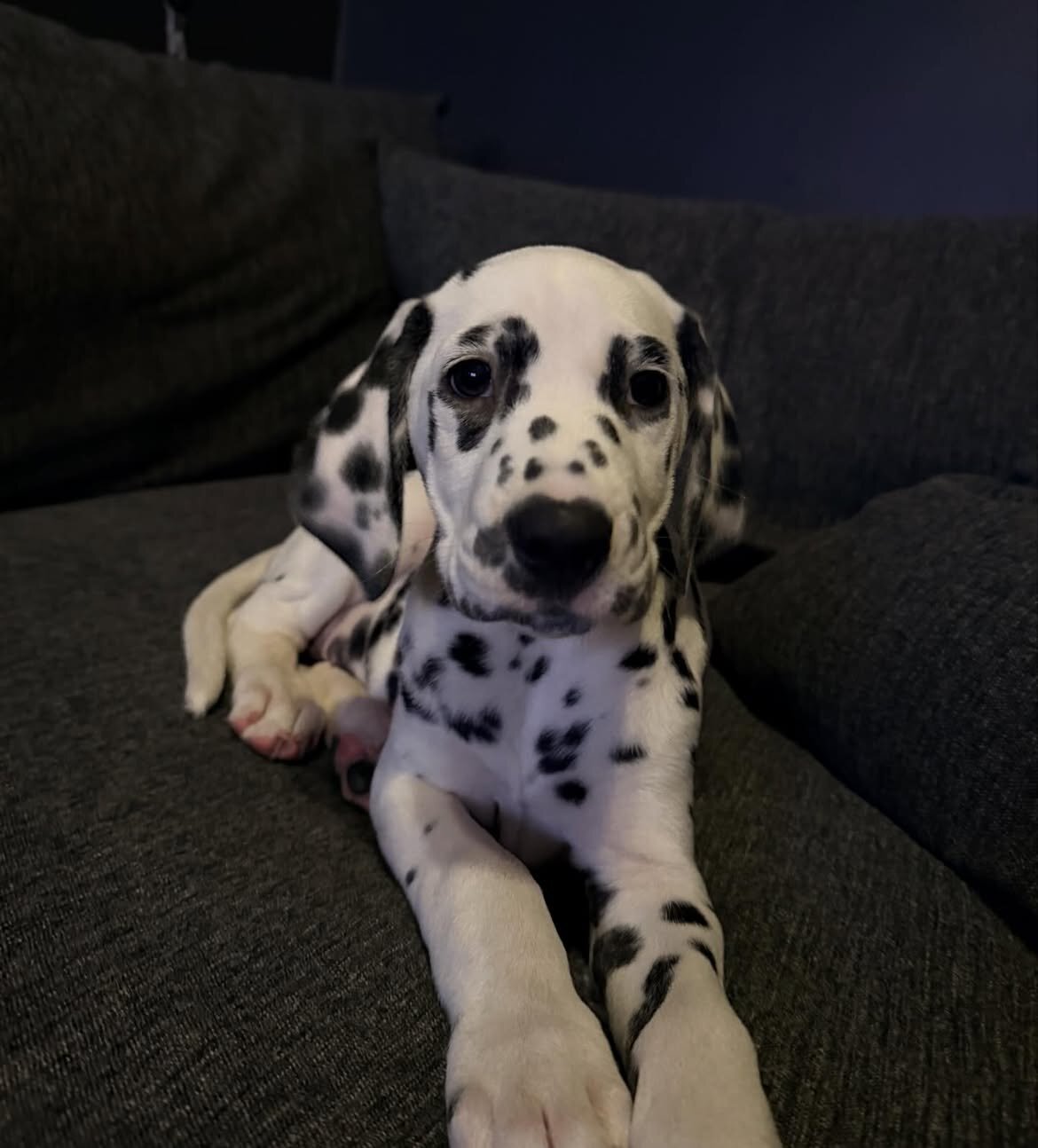 Small Dalmatian image 1