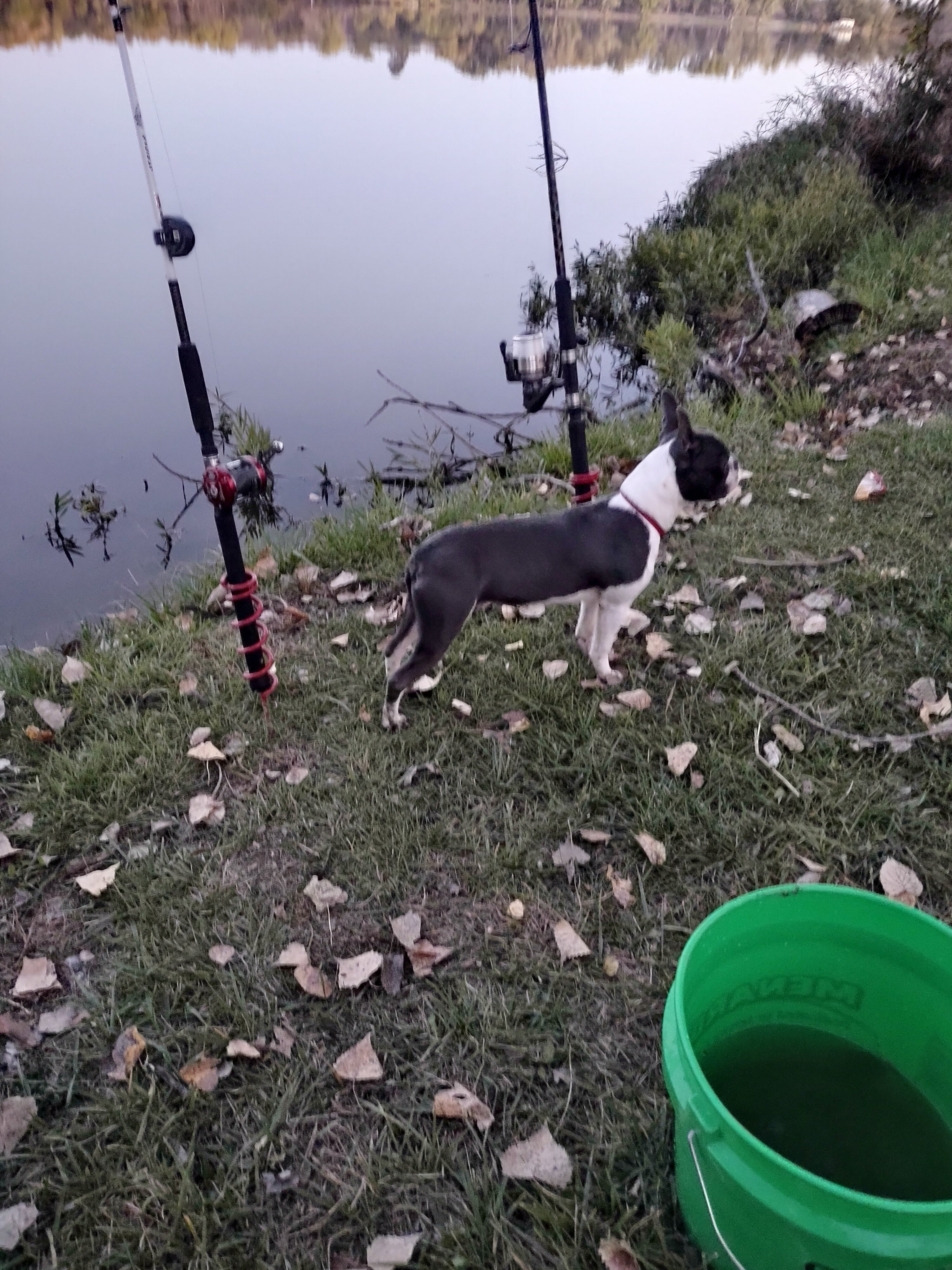 Male Boston Terrier image 1