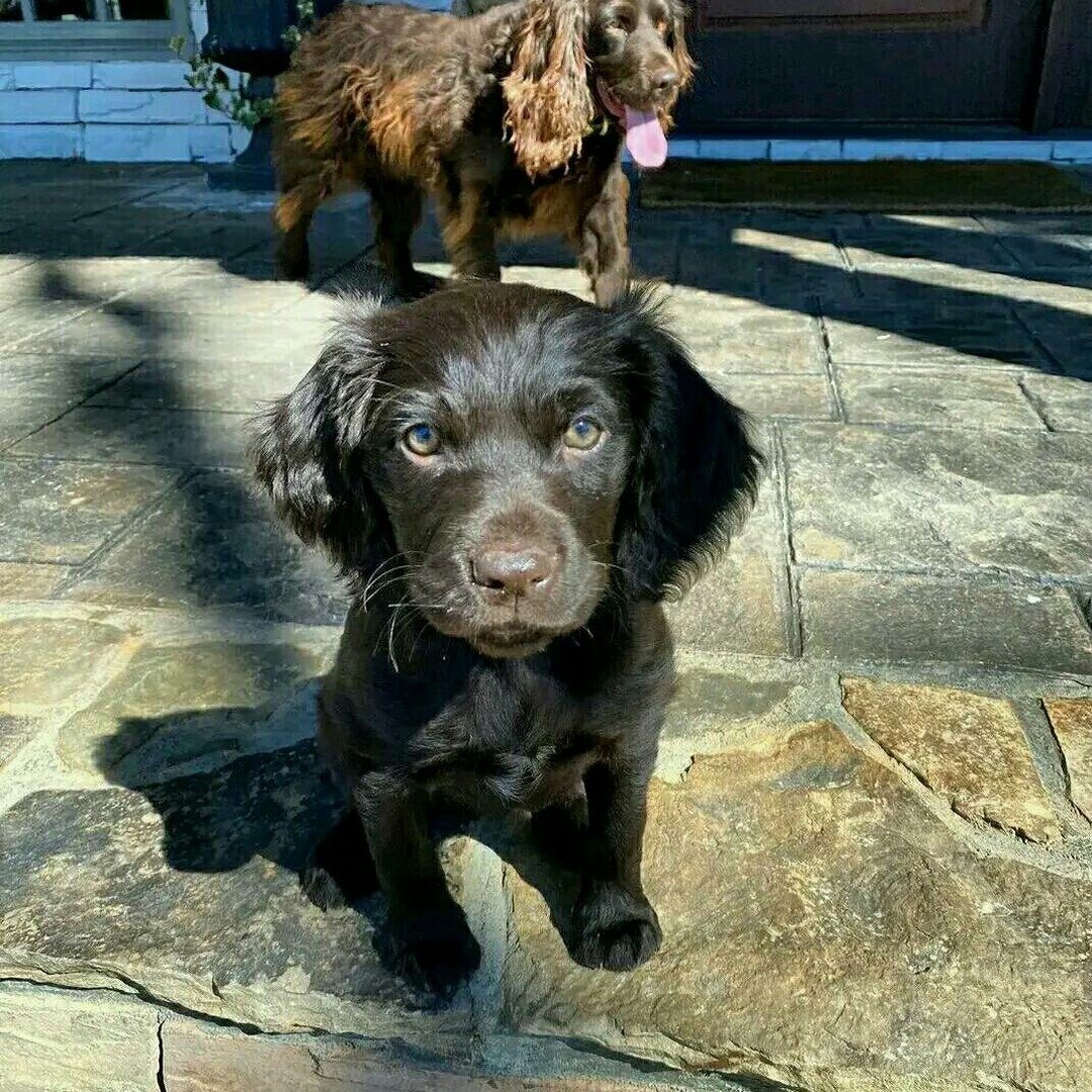 🐾 Adorable Puppies Looking for Loving Forever Hom image 1